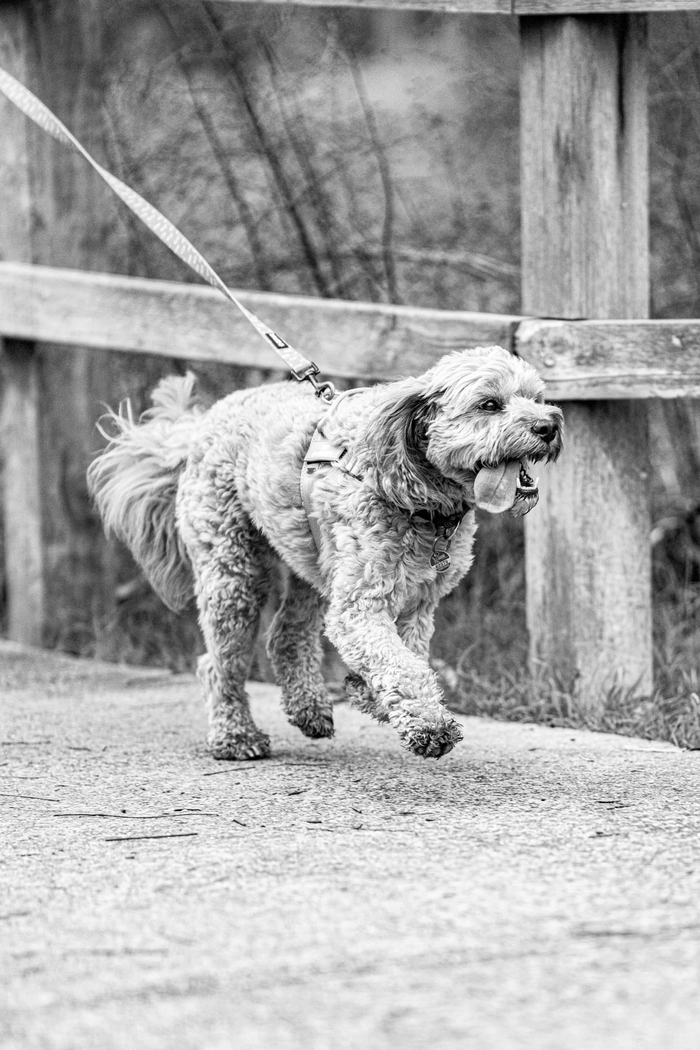 26.03.07 - Diamond Creek Park Run 572-27.jpg