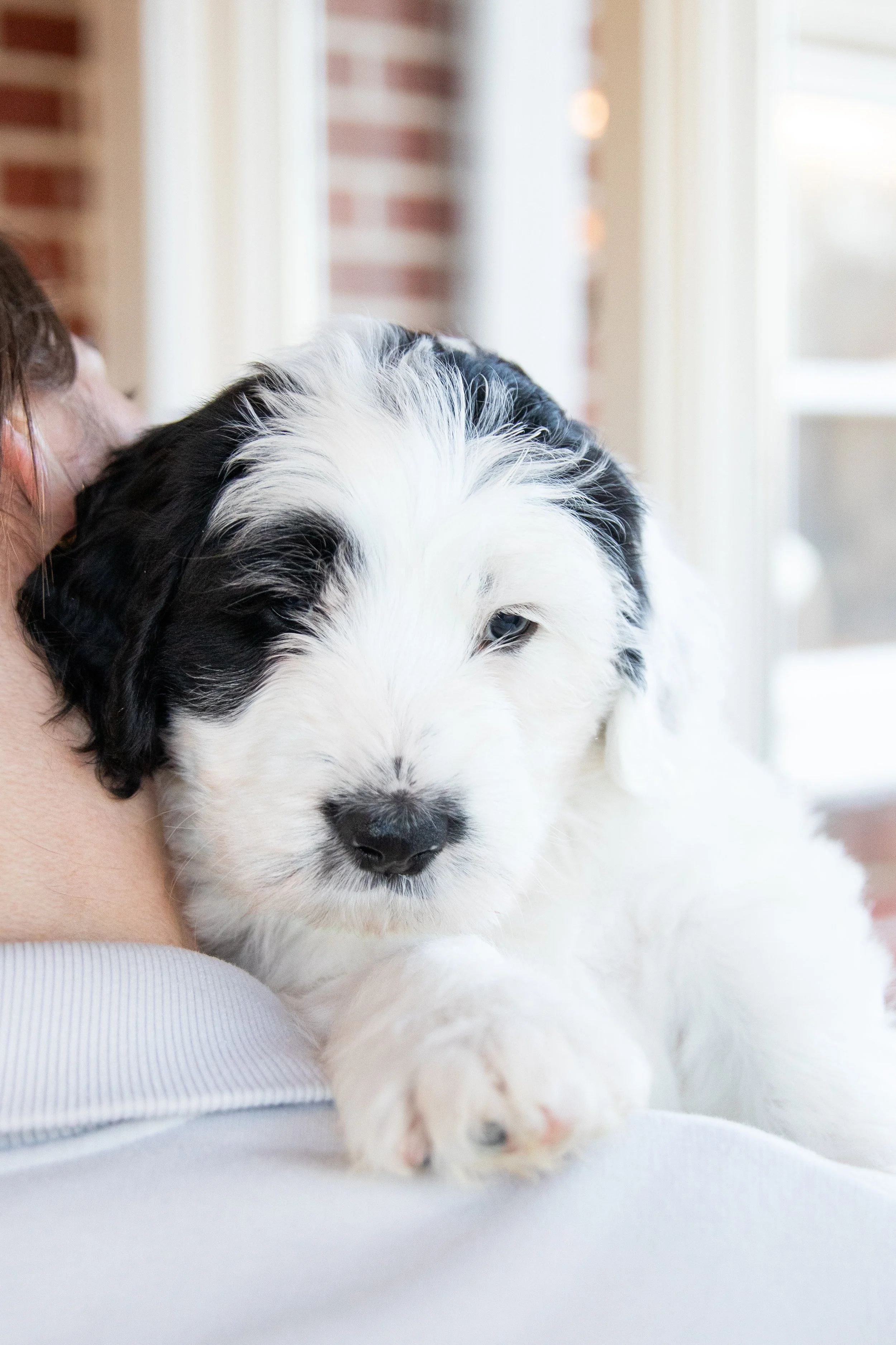Close-up of a black and white puppy resting on a person's shoulder near a window with brick wall in the background.