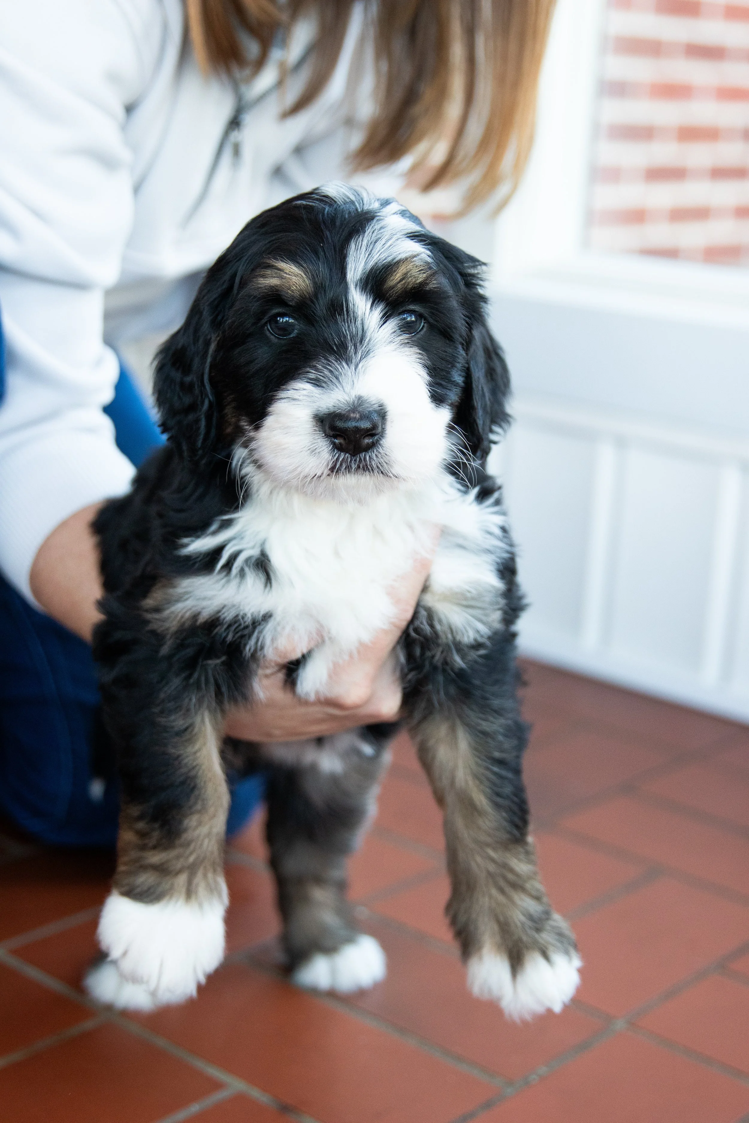 A young woman holding a tricolor Bernedoodle puppy indoors with brick and white wall background.