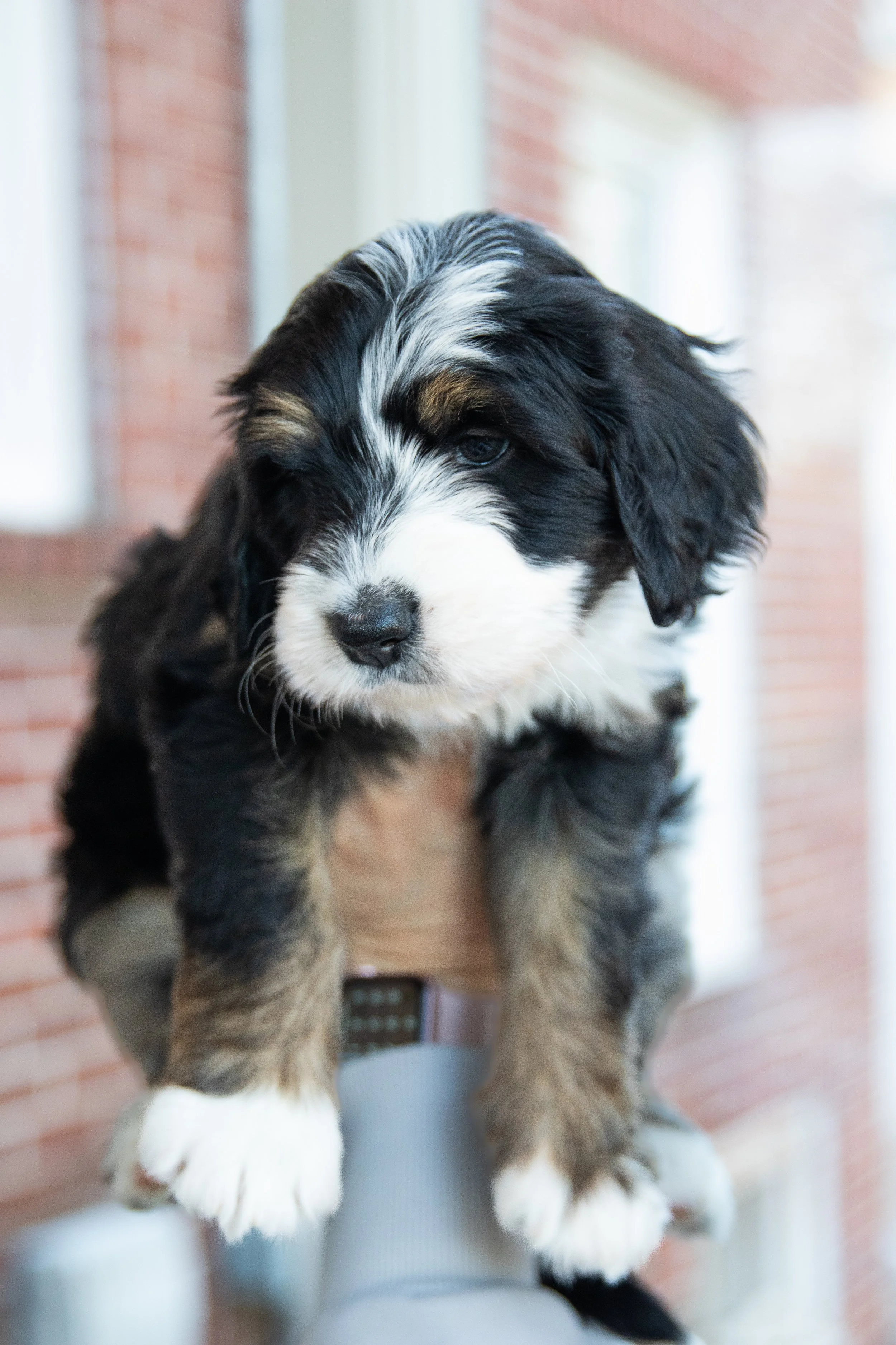 A cute tricolor bernedoodle puppy, being held up by a person's hand, with a blurred brick wall background.