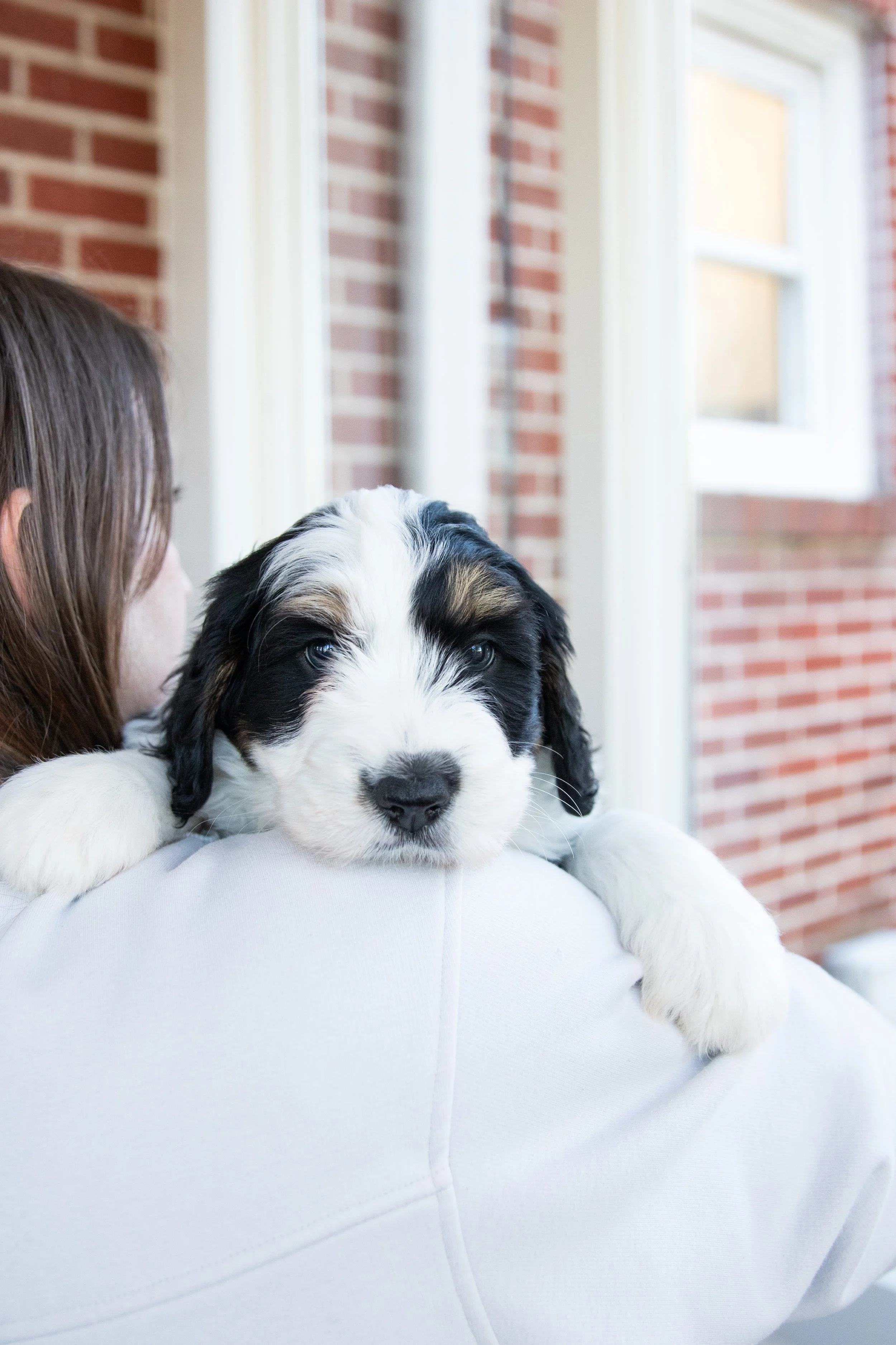 A person holding a tricolor bernedoodle puppy, resting its head on the person's shoulder outdoors near a brick building with windows.