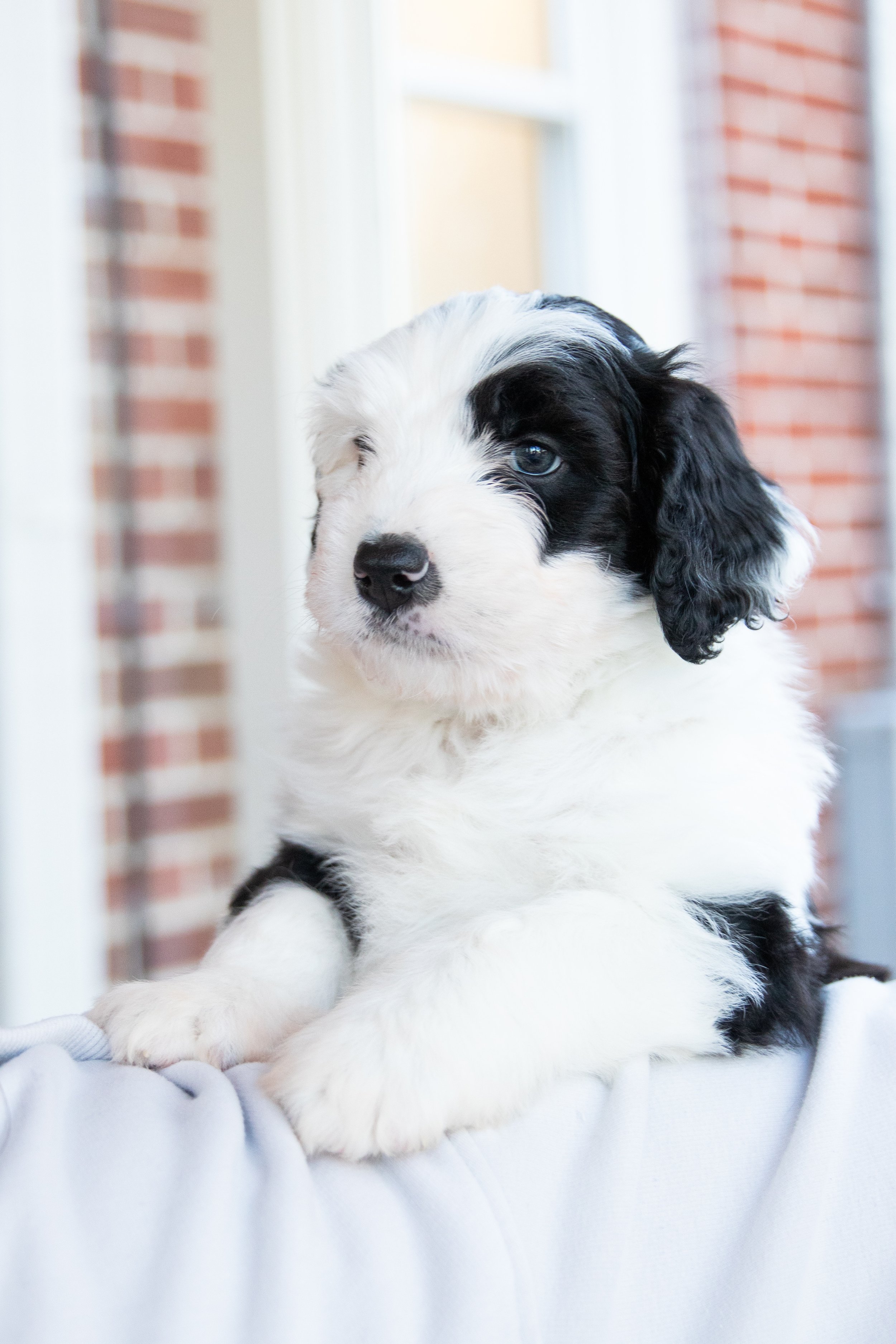 A black and white puppy with one blue eye, lying on a light-colored surface indoors near a brick wall and window.
