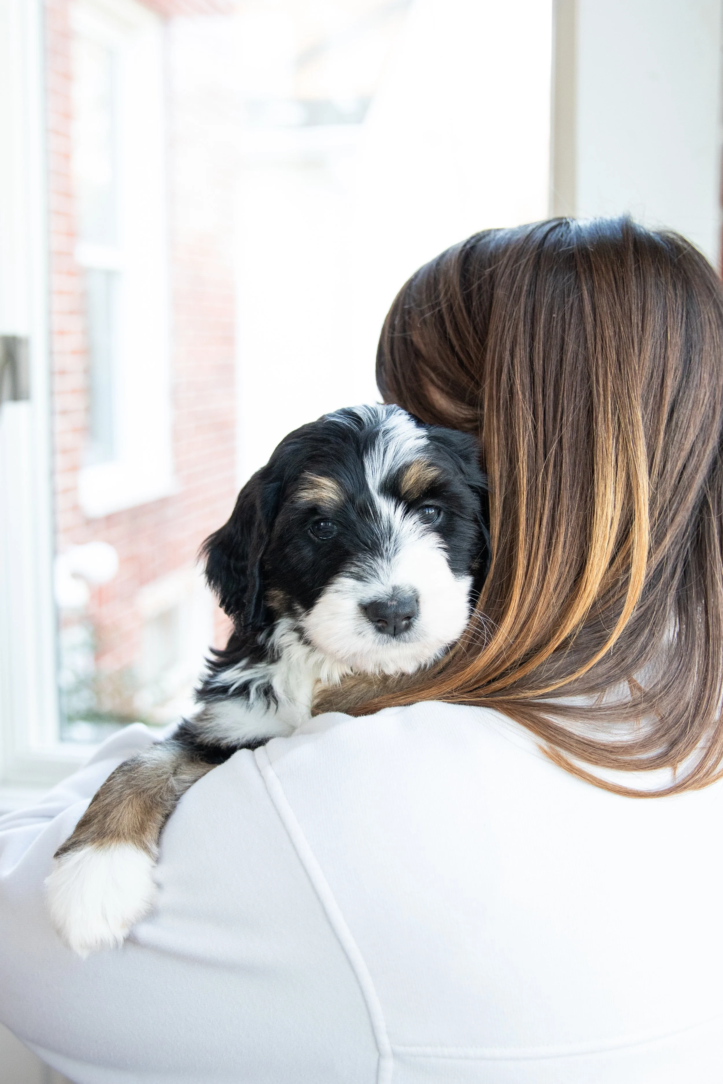 Person holding a black and white puppy close to their shoulder inside near a window.