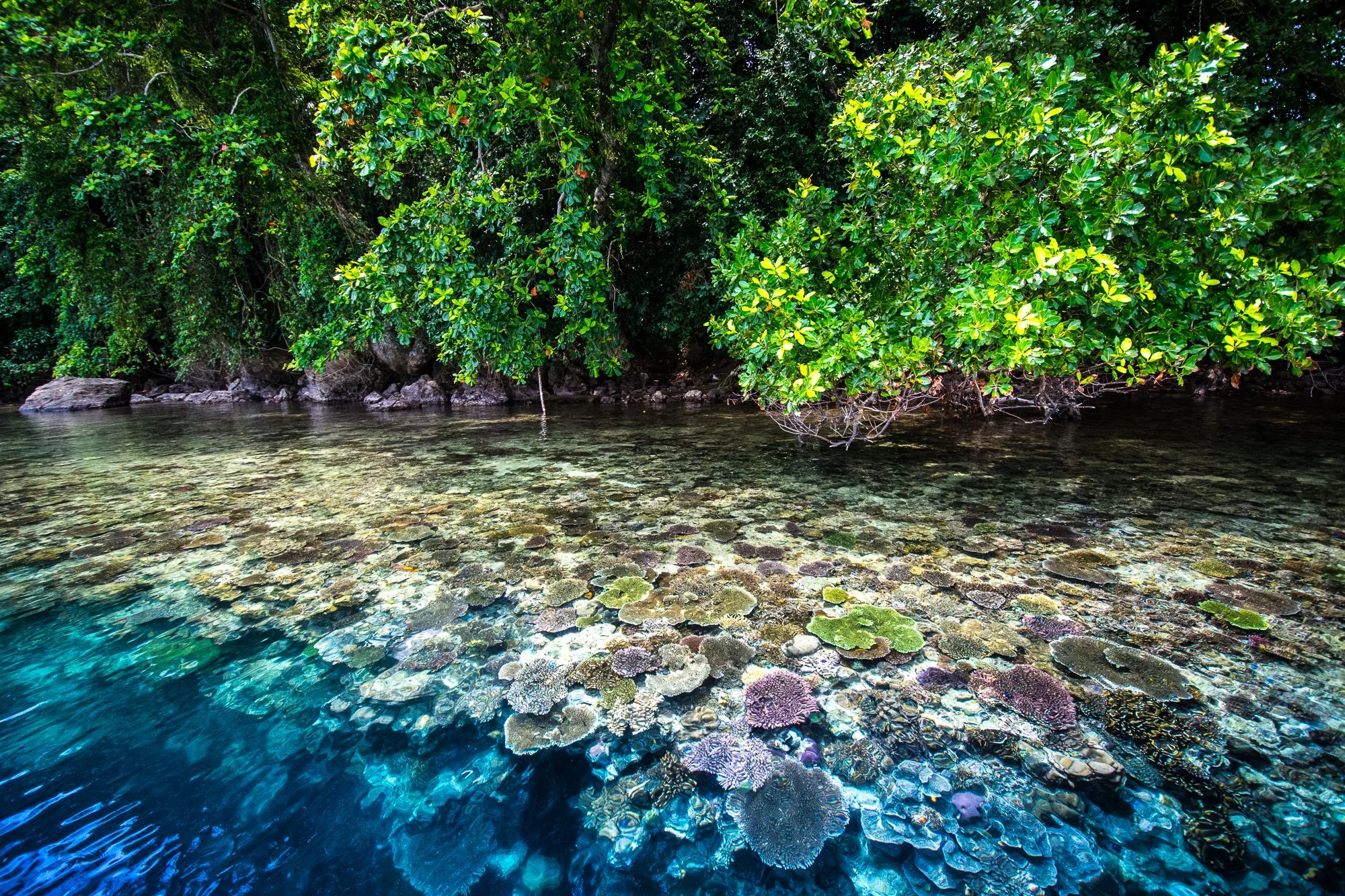 Clear water with a coral reef at the bottom, green leafy trees along the shoreline in the background.