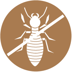 Illustration of a bed bug against a brown circular background.