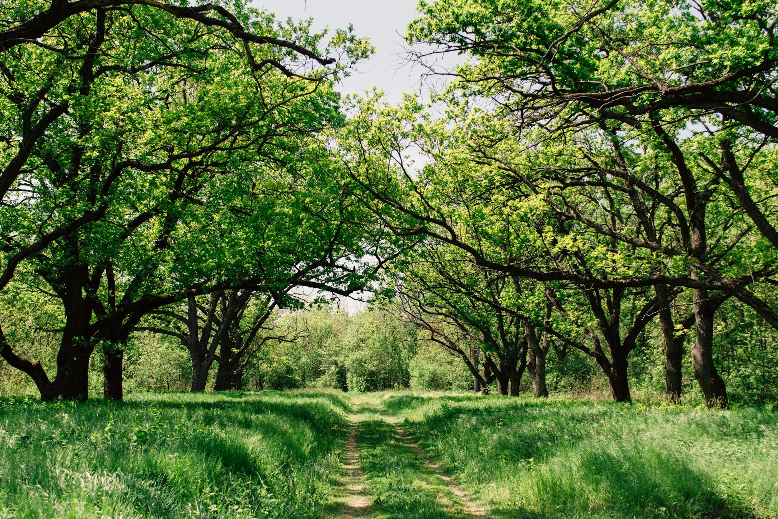 A dirt path through a green forest with tall trees and lush grass.
