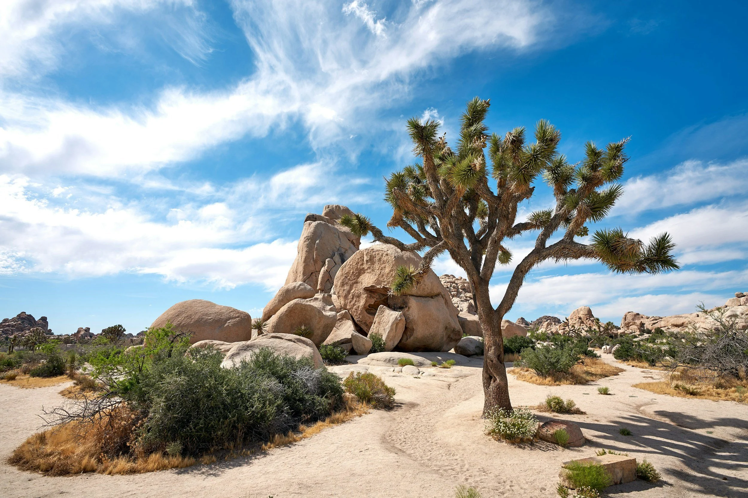 Desert landscape with a Joshua tree, large boulders, sparse shrubs, and a blue sky with white clouds.
