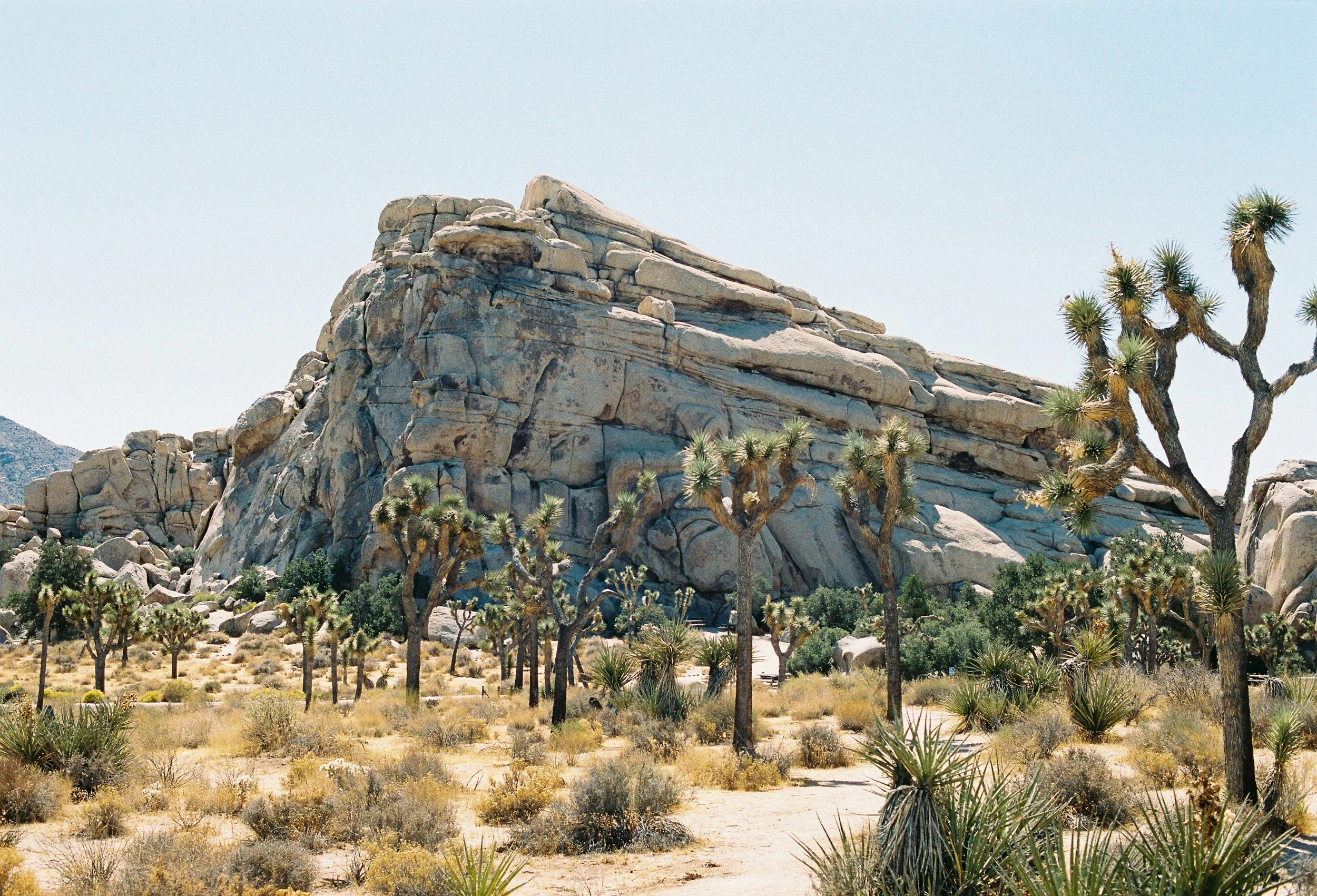 Desert landscape with large rocky formation, Joshua trees, and sparse desert vegetation under clear sky.