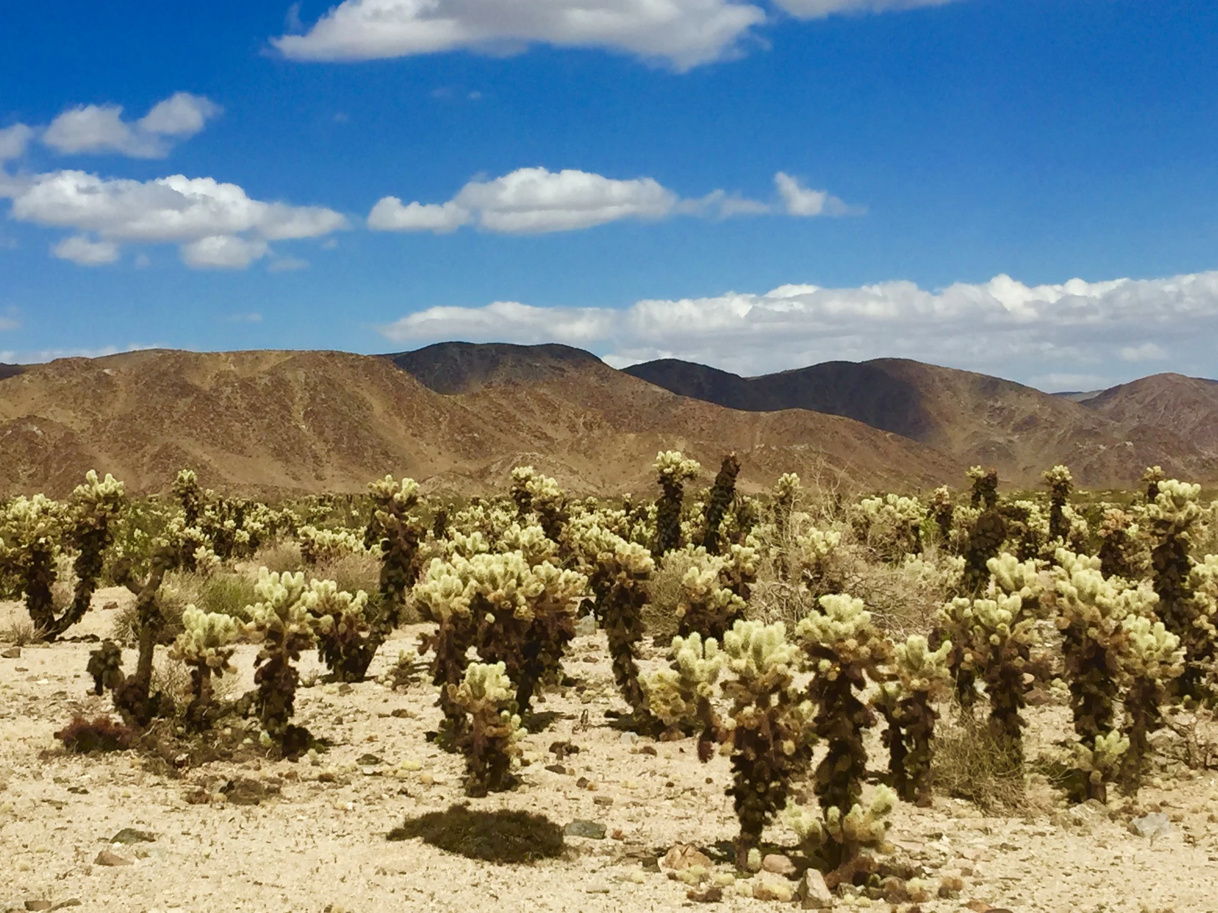 Desert landscape with cholla cacti in the foreground, mountains in the background, and a partly cloudy blue sky.