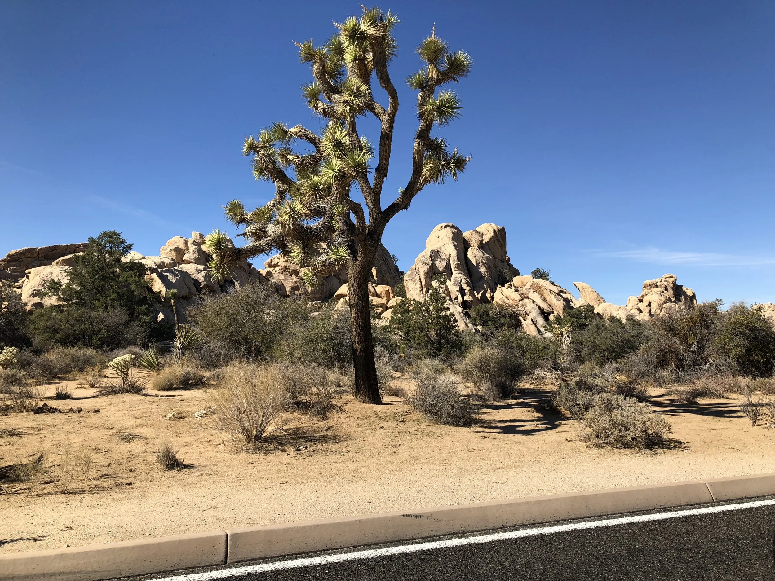Desert landscape with a Joshua tree, rocks, and bushes under a clear blue sky, alongside a paved road.