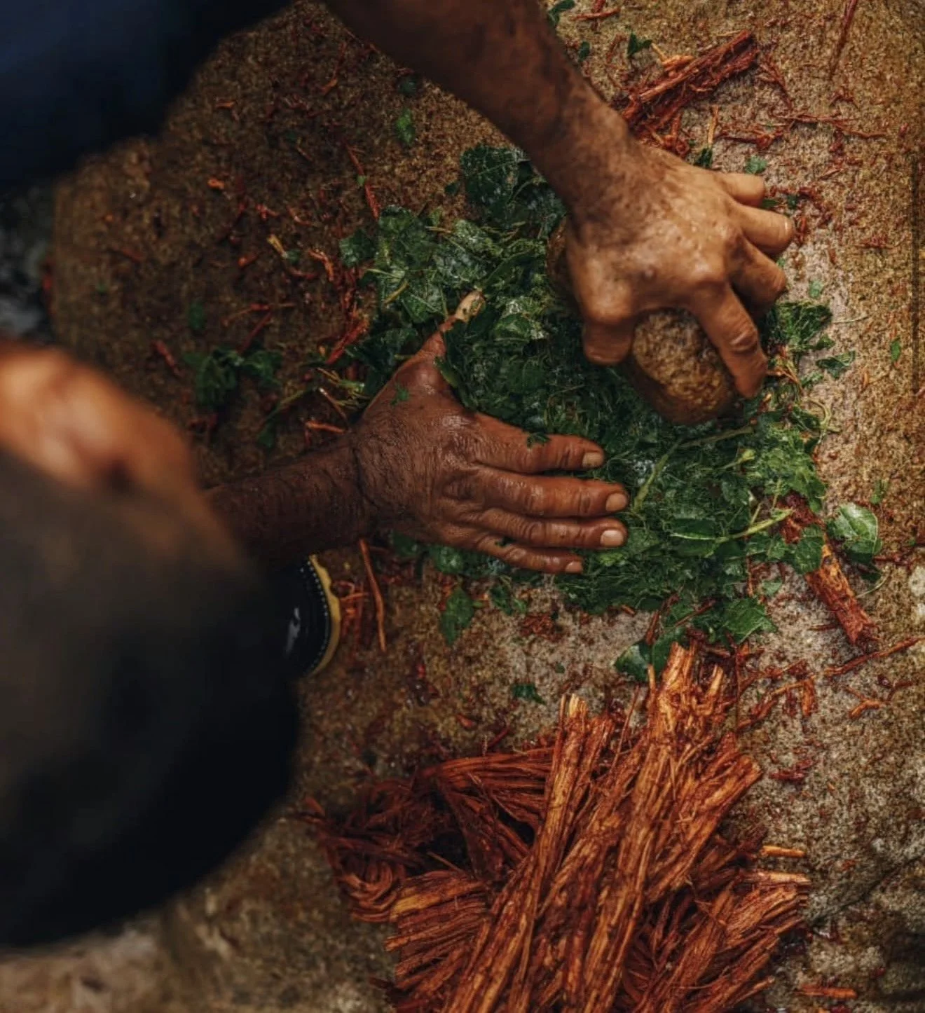 Close-up of person crushing green herbs on the ground with hands, surrounded by soil, plant material, and reddish roots.