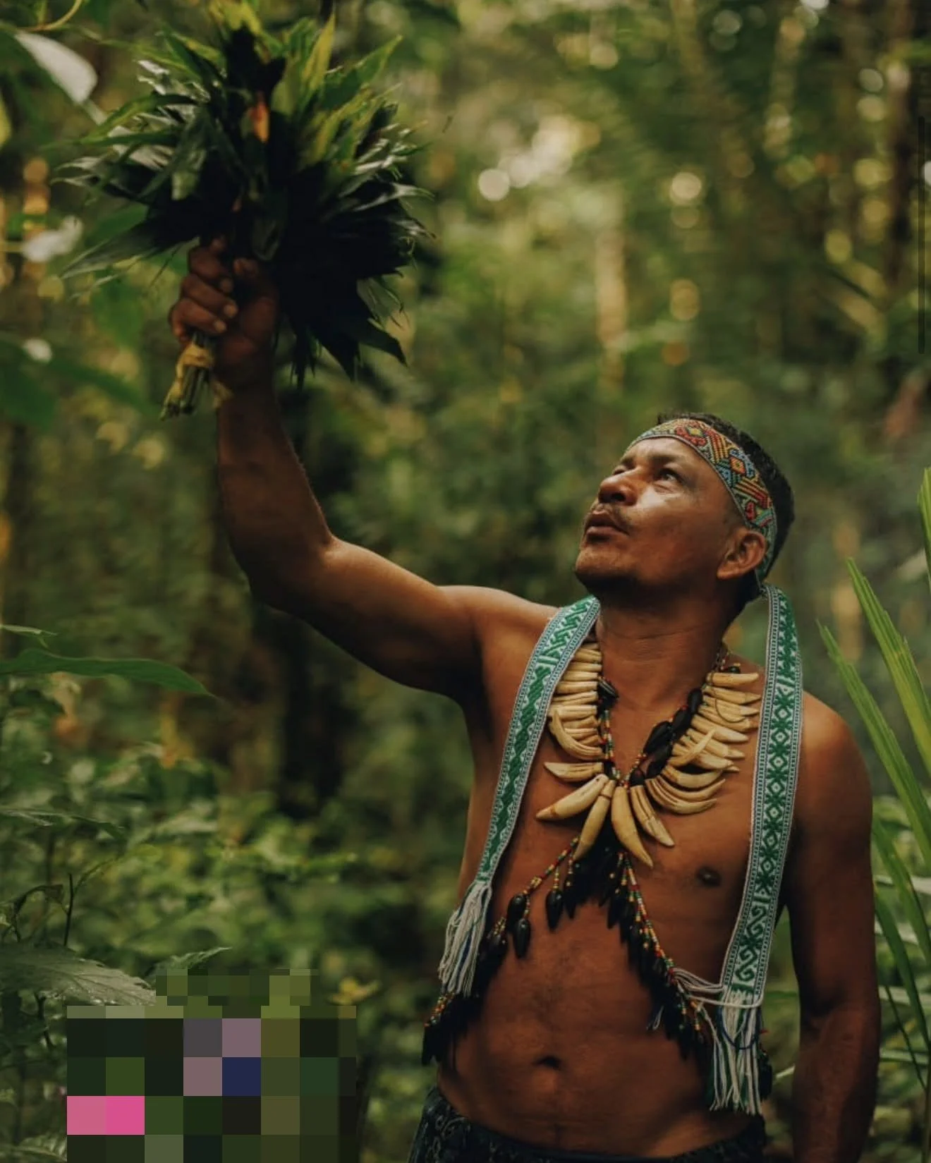 A man wearing traditional tribal necklaces and a headband standing in a lush green forest, holding a large bunch of leaves or plants above his head, looking up at the vegetation.