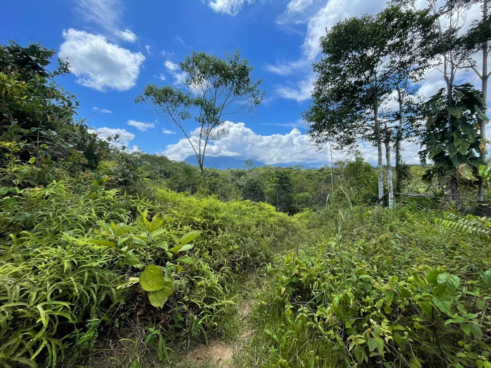 A lush green tropical forest under a blue sky with scattered clouds, tall trees, and dense vegetation.