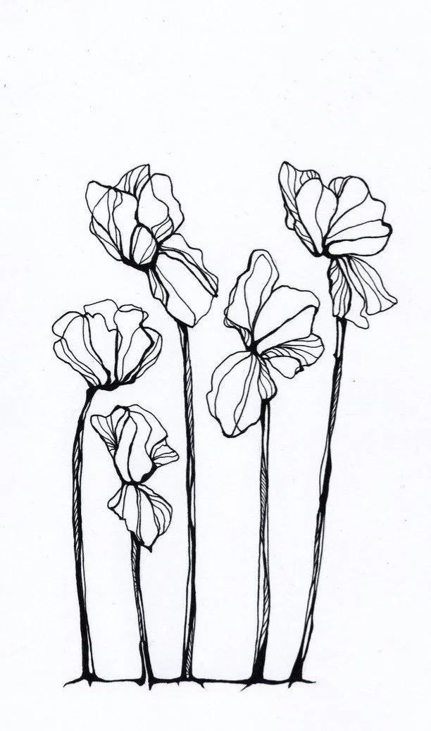 Line drawing of four tall flowers with large, petal-like blossoms and long, slender stems.