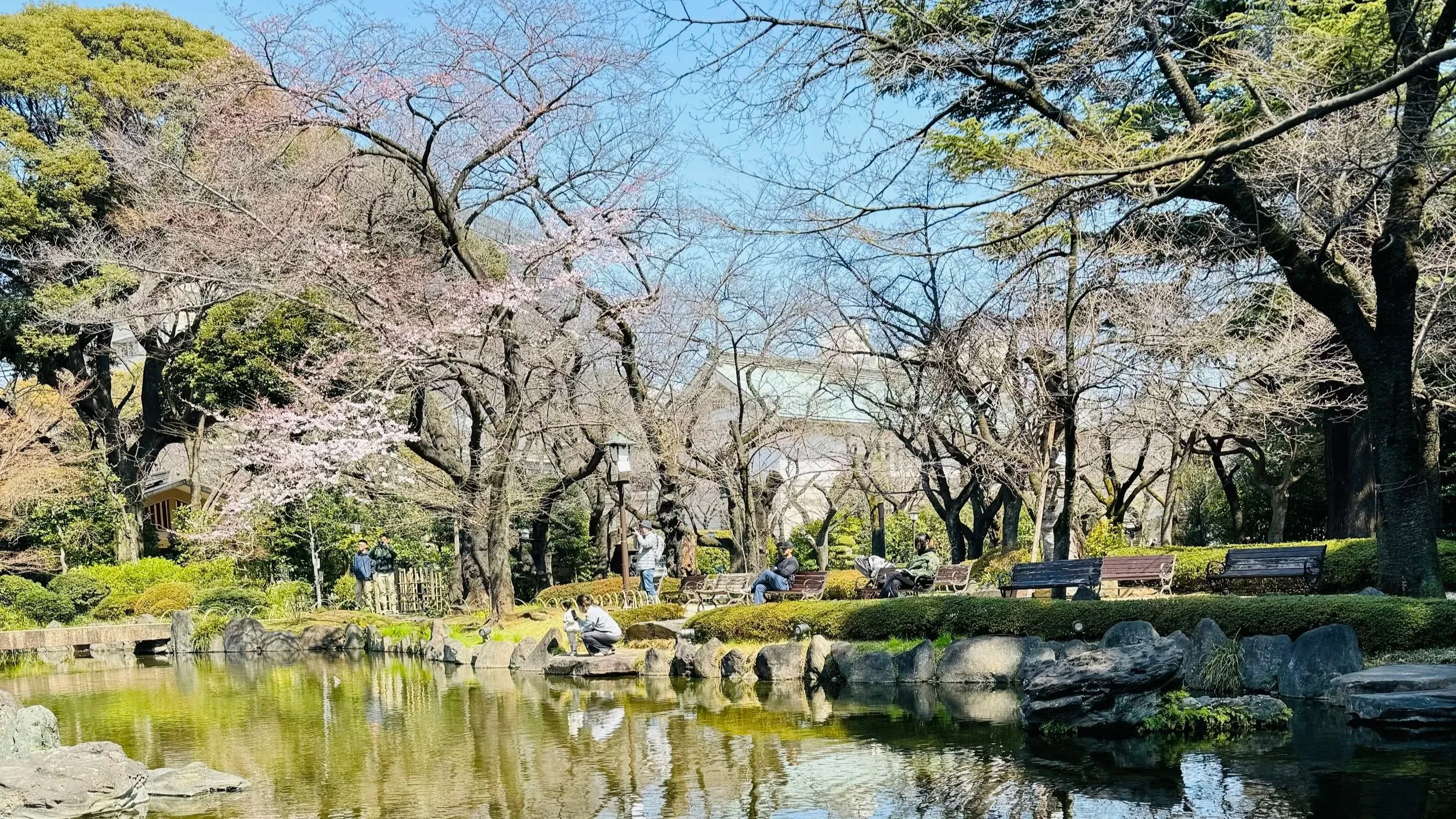 People sitting and walking in a park with cherry blossom trees, a pond, and rocks.