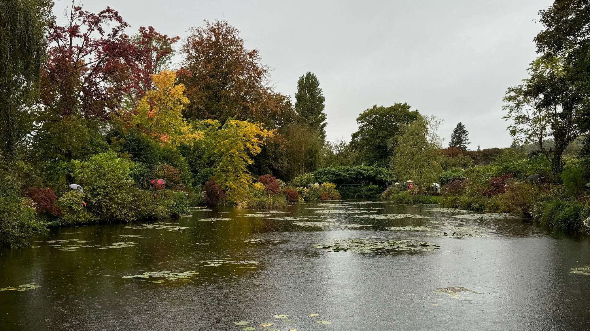 A peaceful pond with trees showing fall foliage and lily pads floating on the water on a cloudy day.