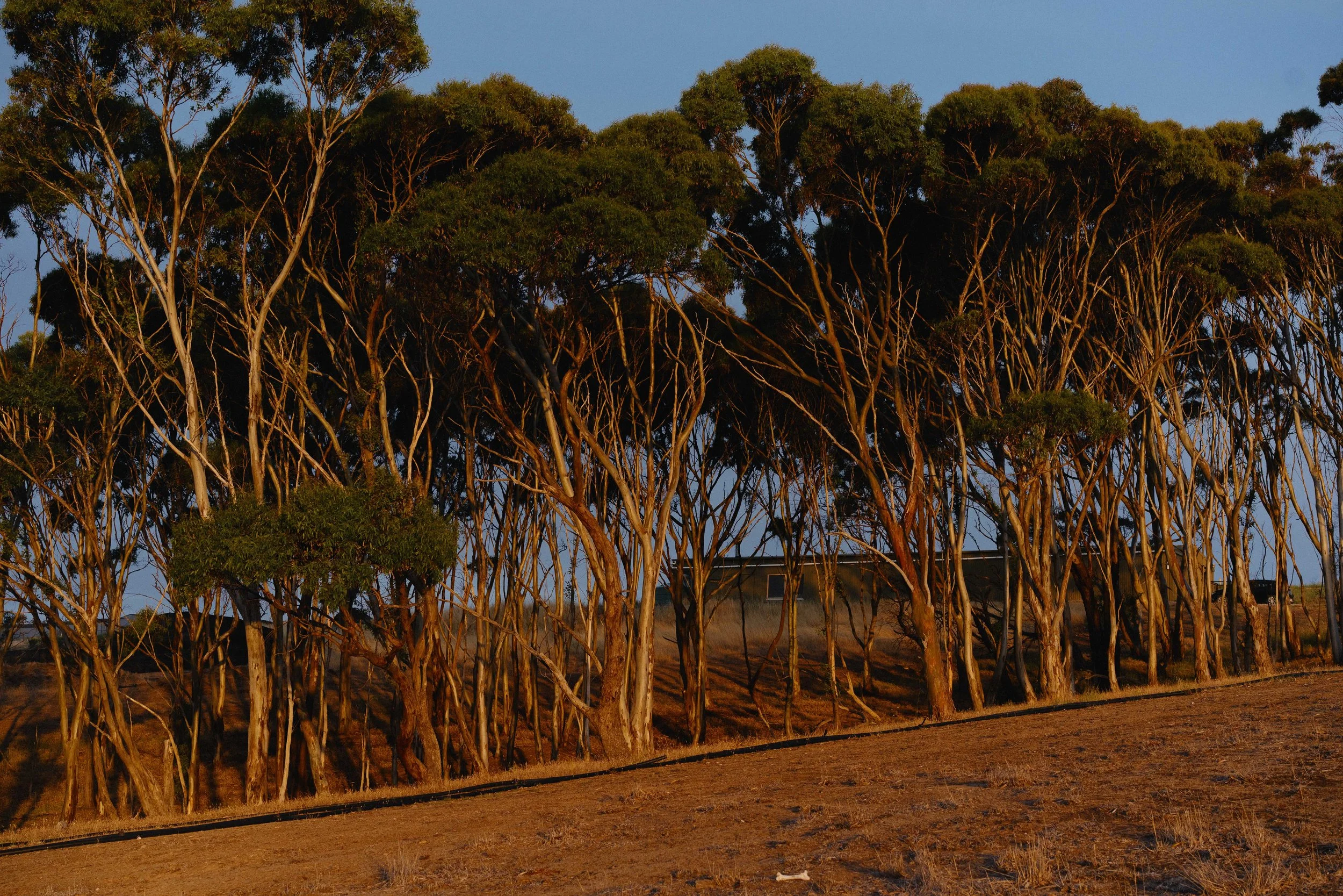 Right Now We Have a Shed