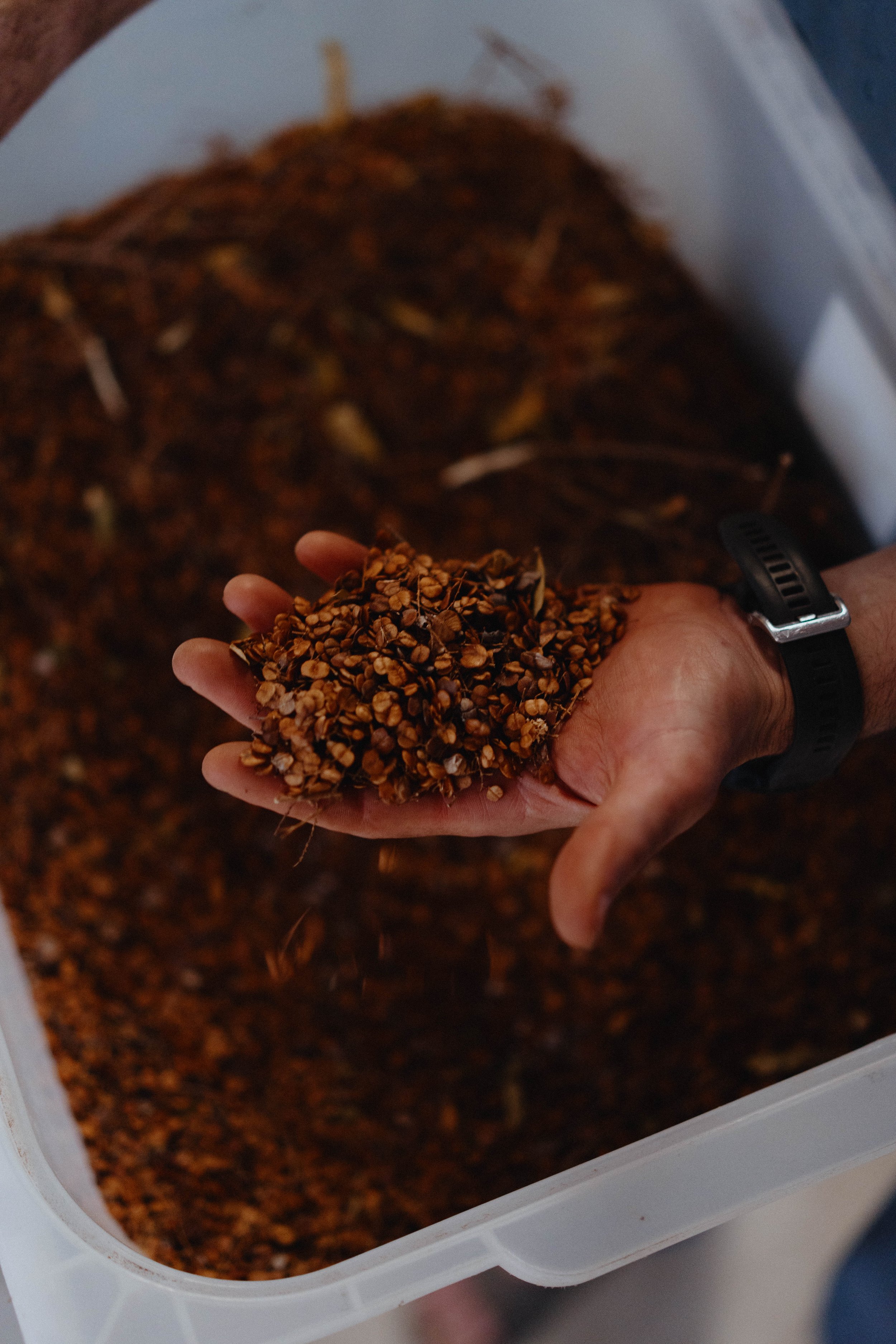 Seeds as a Catalyst for Understanding Diversity