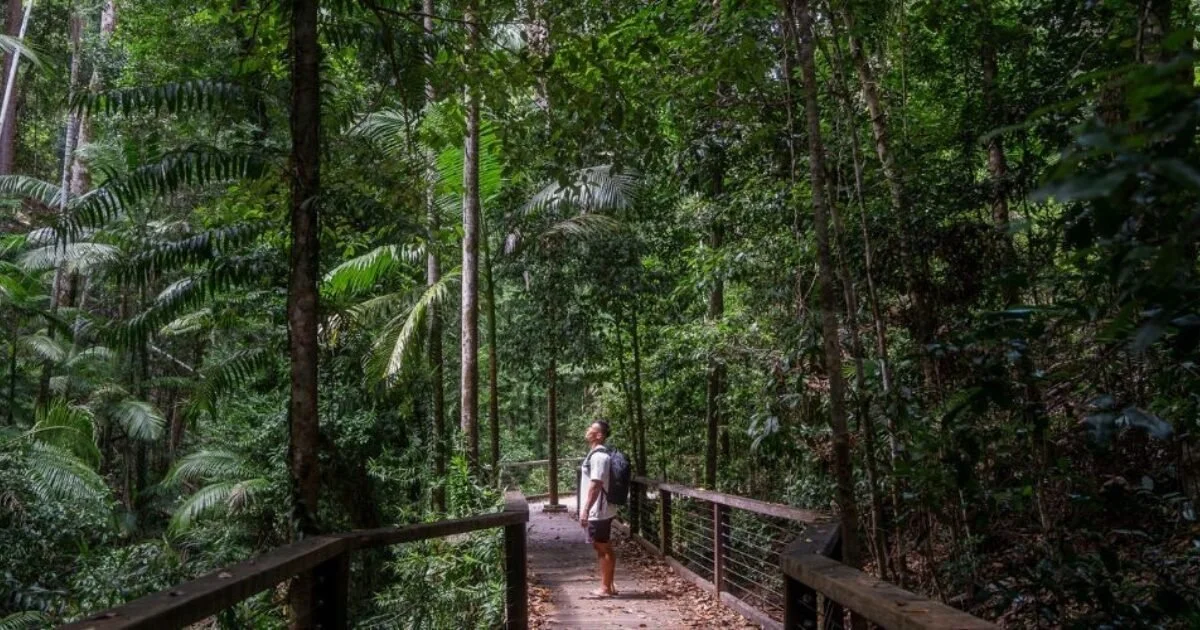 Central-Station-Rainforest-Kgari-Fraser-Island.jpg