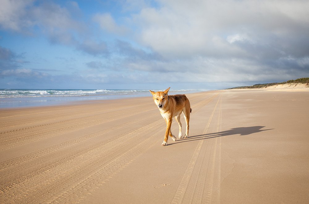 Dingoes-1.jpg