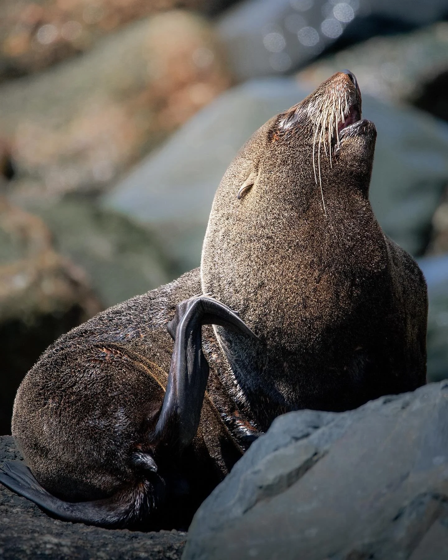 Happy World Wildlife Day! 
Enjoy these wildlife photos I took on our trip to New Zealand. 🇳🇿 
 

#wildlifephotography #newzealandwildlife #yelloweyedpenguin #birds_captures