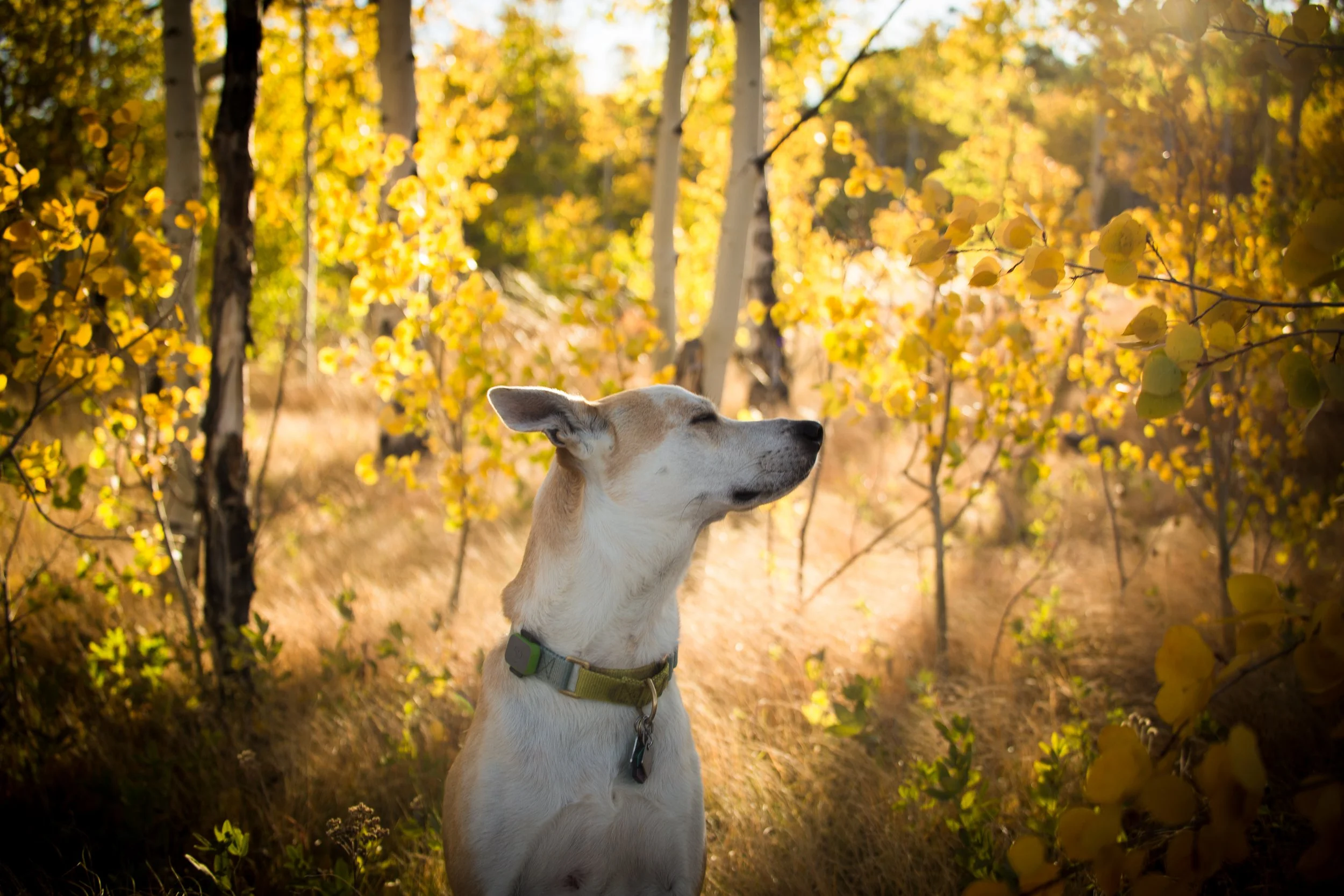 A dog with a collar sitting peacefully in a forest with autumn trees and yellow leaves.