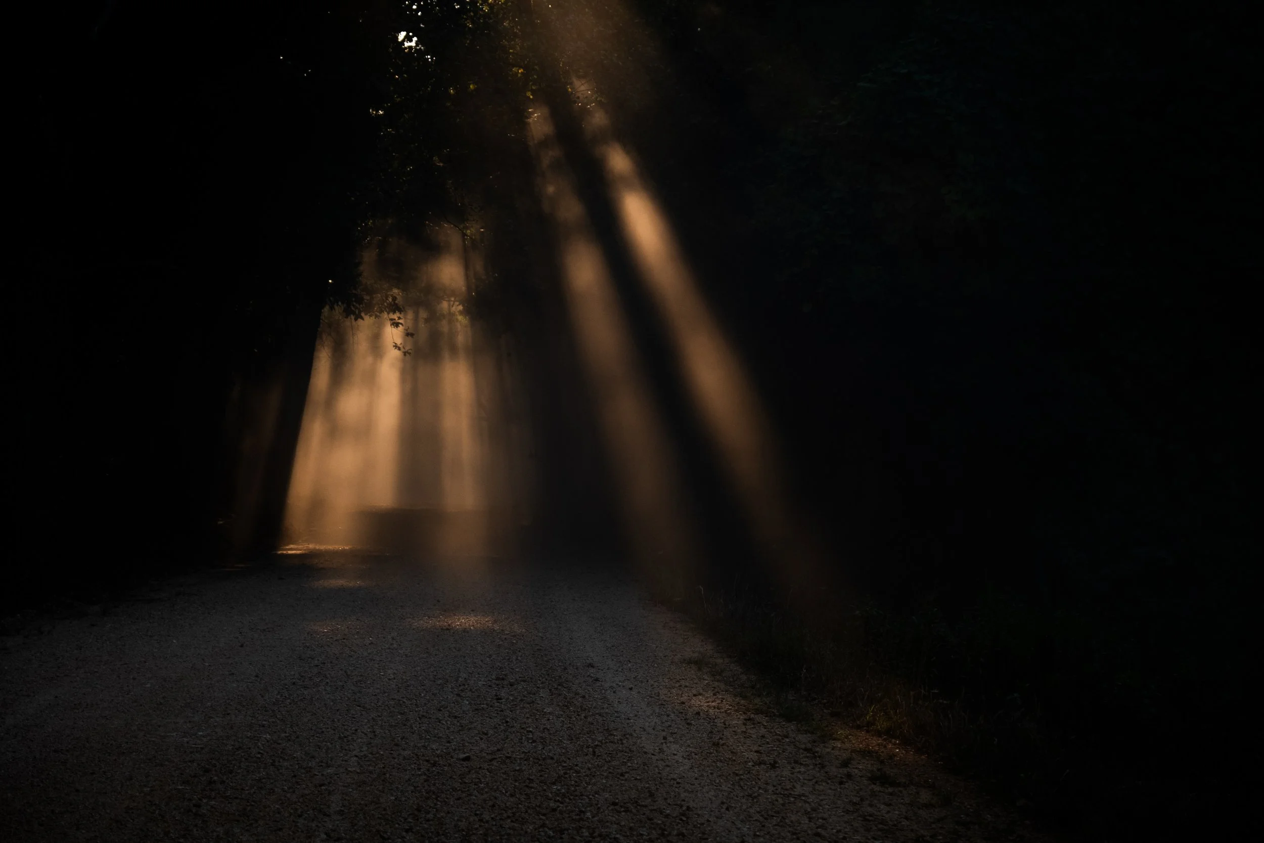 Sunlight shining through trees onto a gravel road in a dark forest.