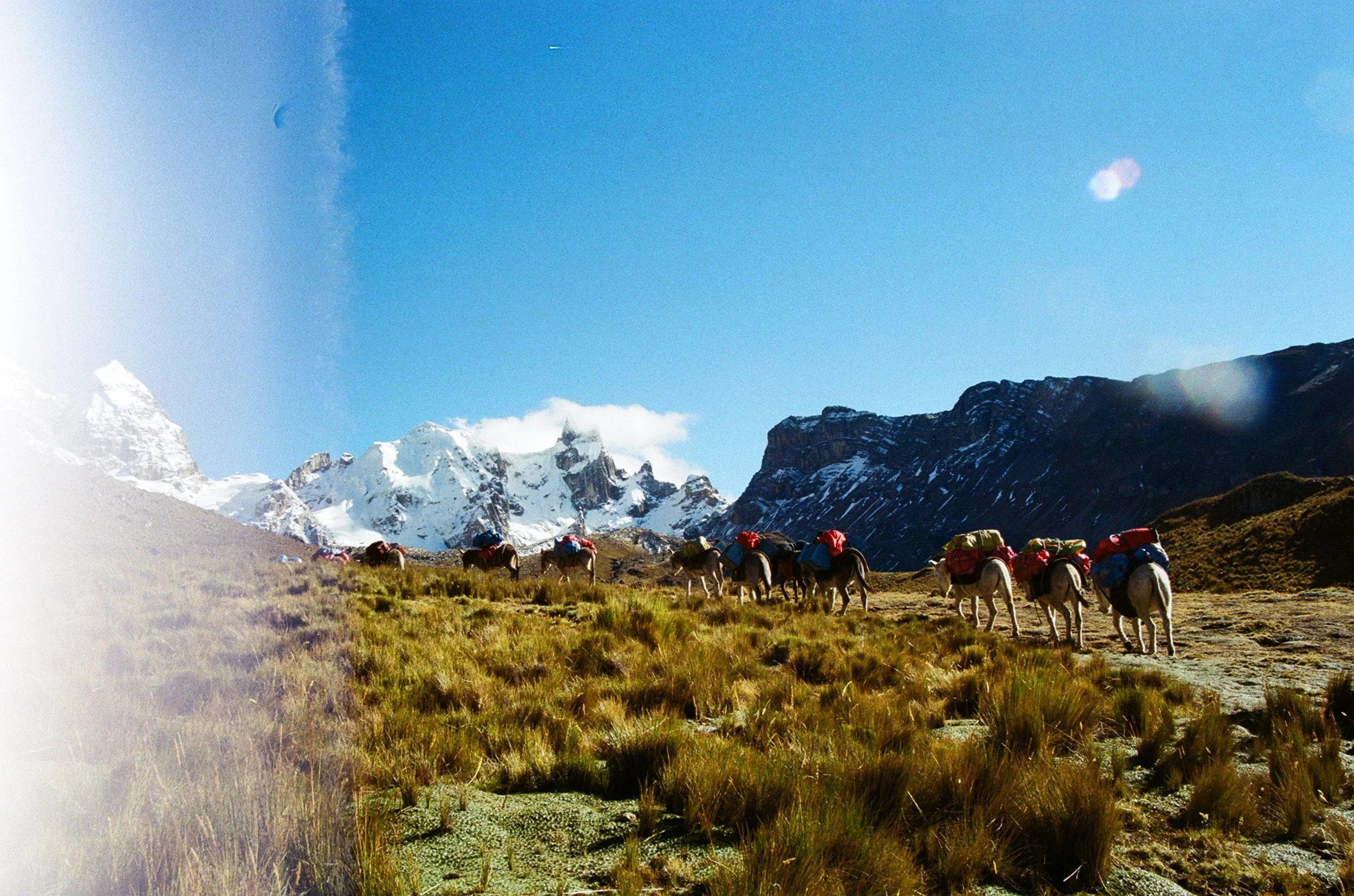 A group of horses with backpacks walking through a grassy valley with snow-capped mountains in the background under a clear blue sky.