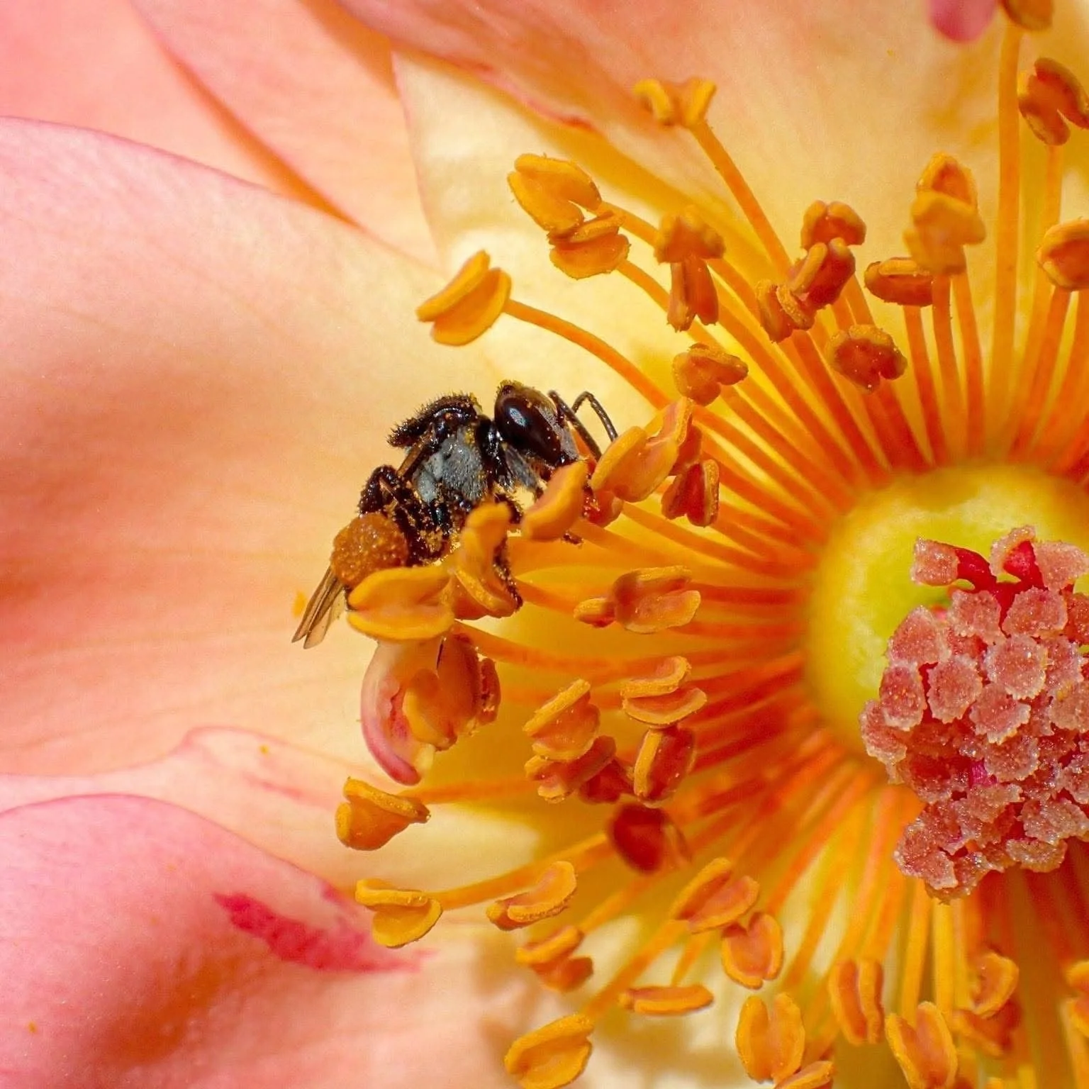 Australian native bee in cottage rose