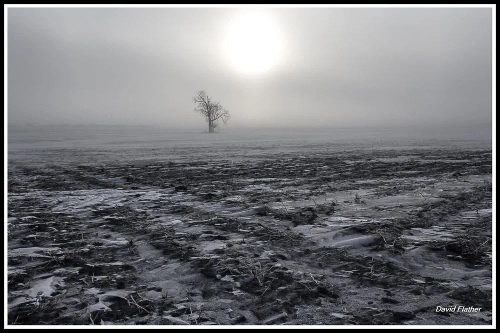 Lone tree in a winter field with a muted sun and soft storm light creating natural anchor lines.