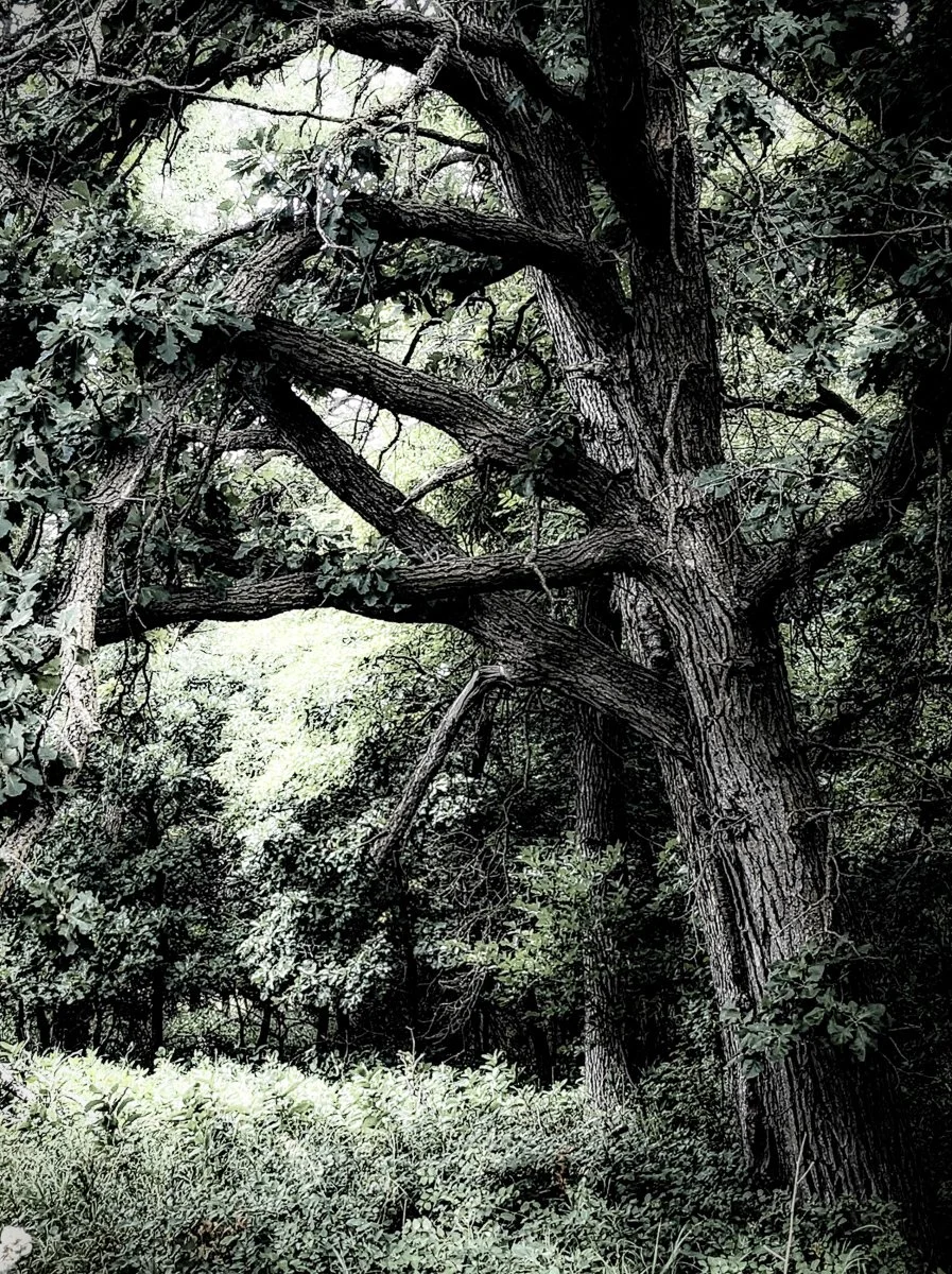 Bur Oak: Giants and Legends