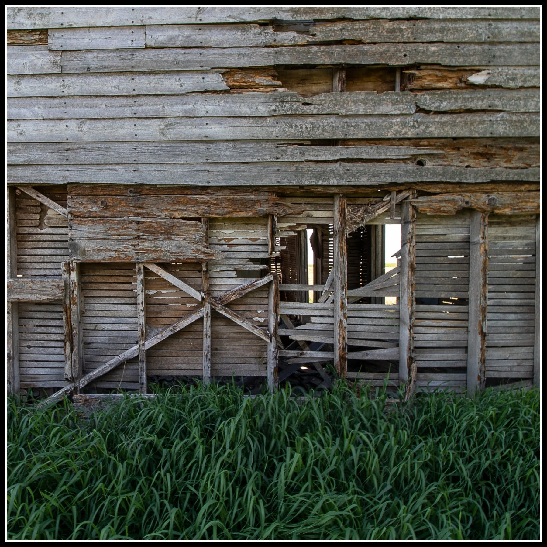 Exposed rural Manitoba balloon‑frame wall with diagonal bracing, rough‑cut studs, and weathered boards indicating late‑19th‑century construction.