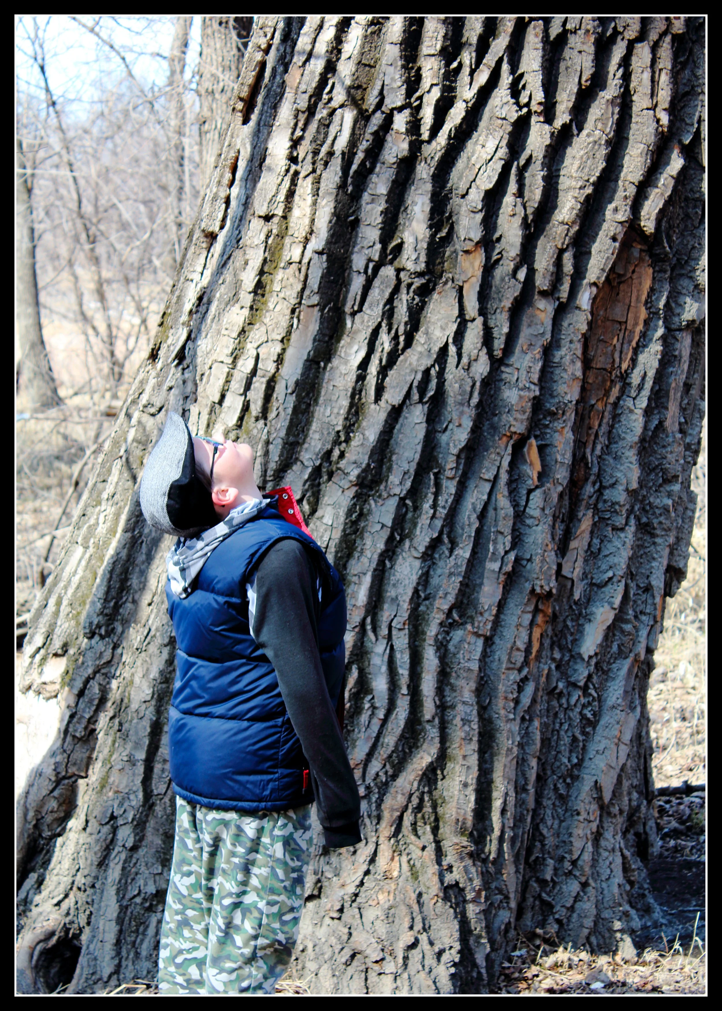 Large old black poplar on the banks of Manitoba’s Red River, deeply textured bark, massive trunk about six feet across, with a child standing beside it for scale.