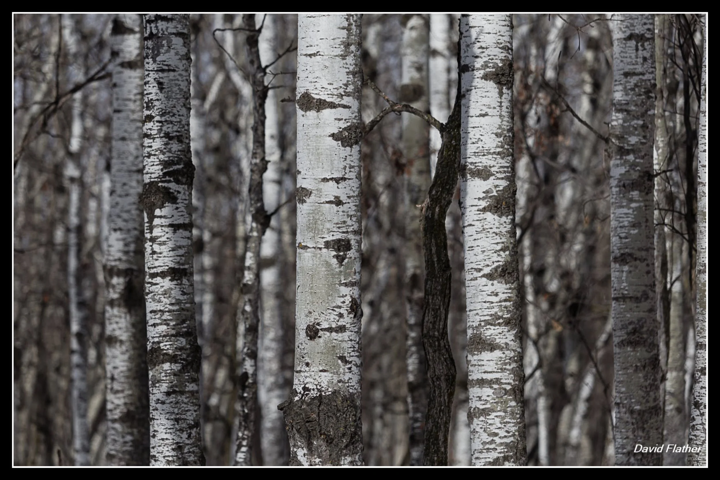 Fast Hardwood — Reader Question