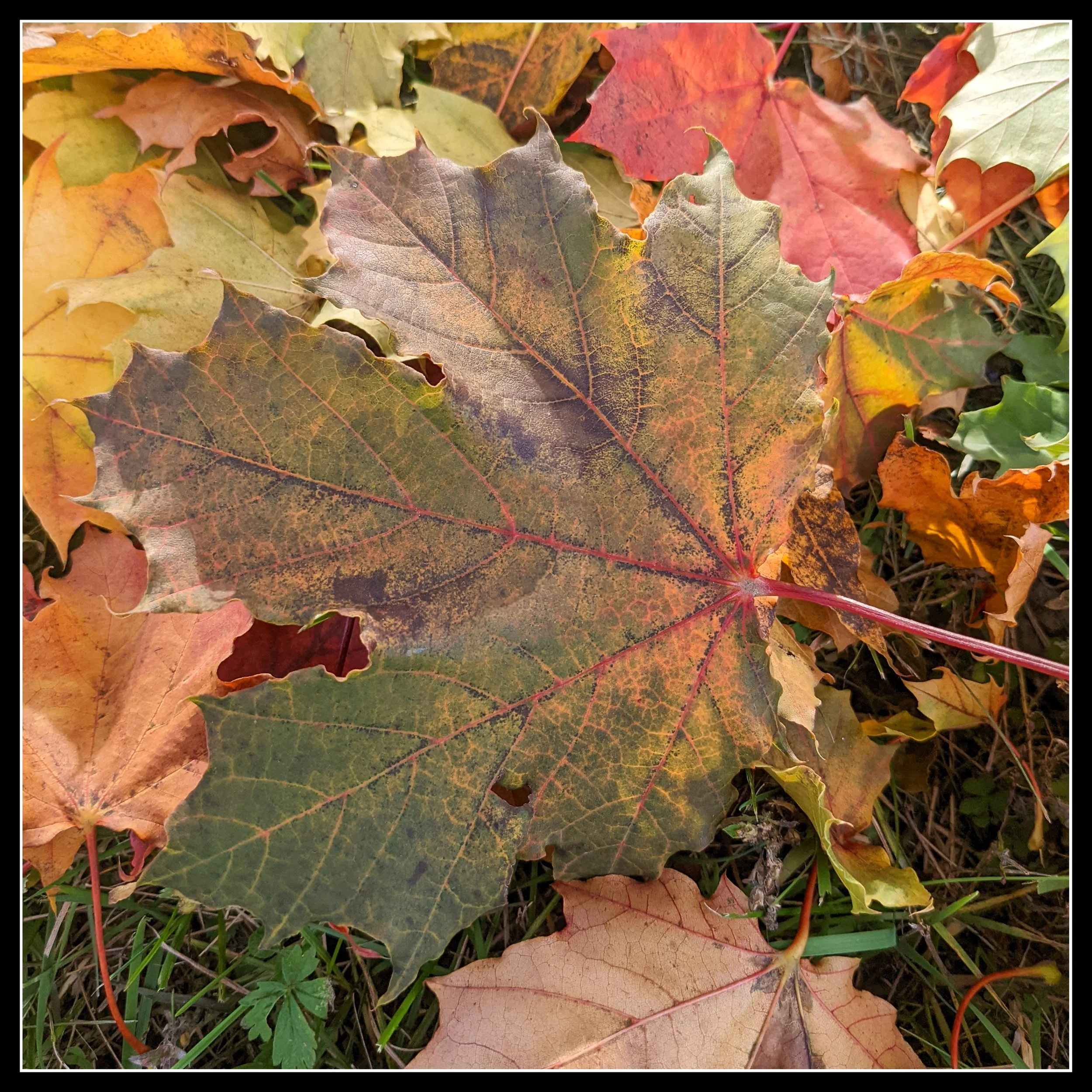 🍁 Hard Maple