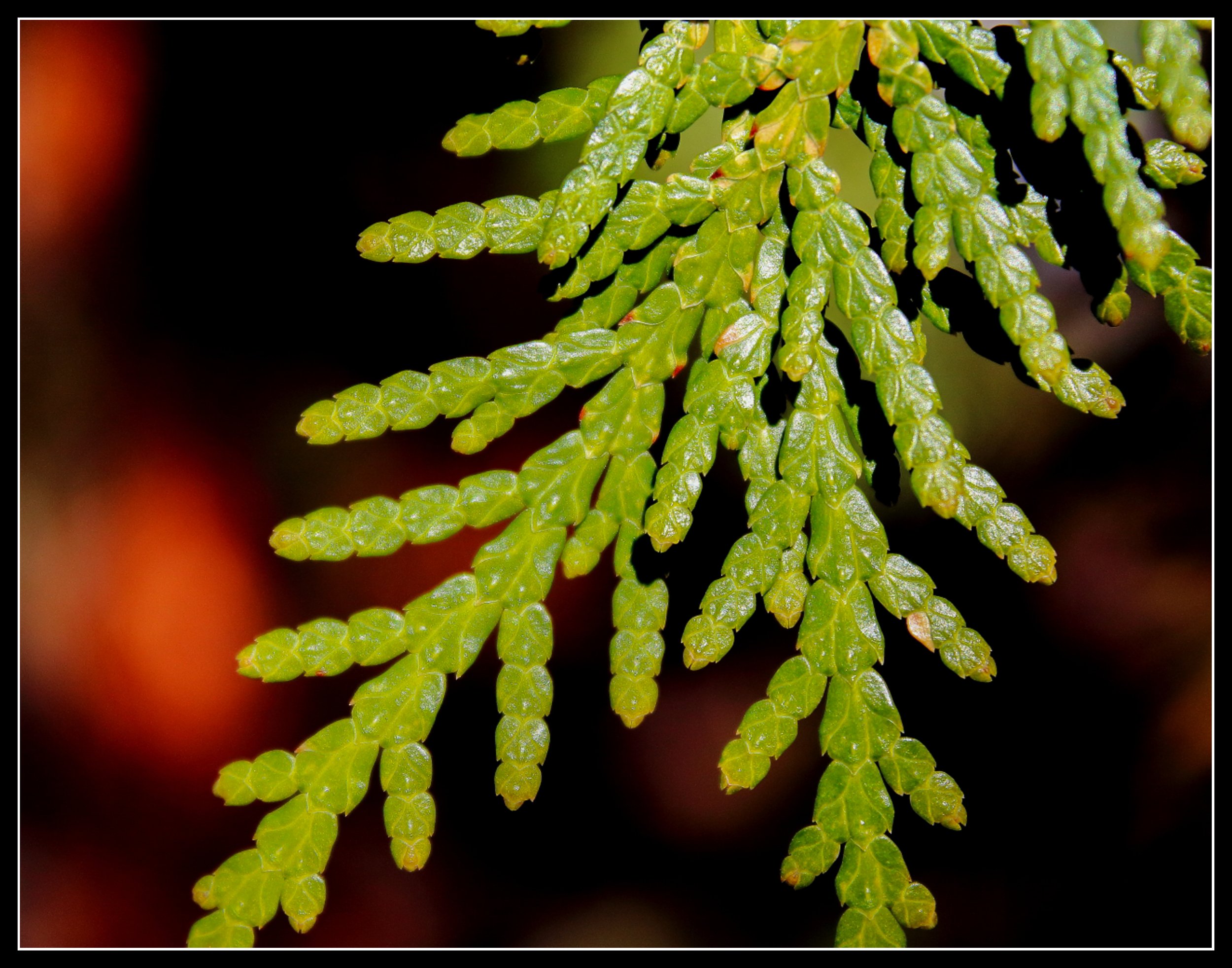Cedar