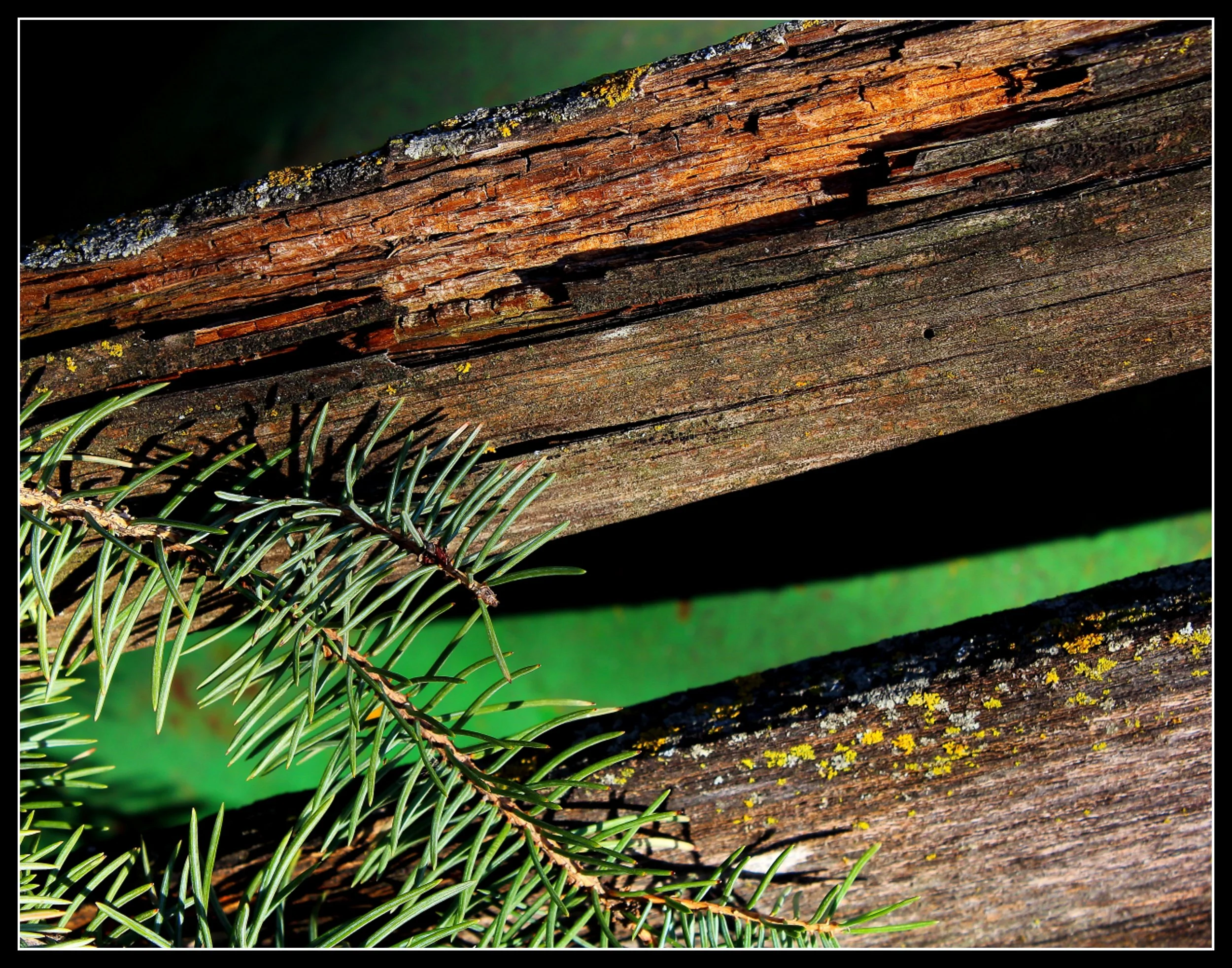 Spruce needles resting on weathered spruce boards at sunset, showing cracked grain, lichen, and the contrast between living growth and aging wood.