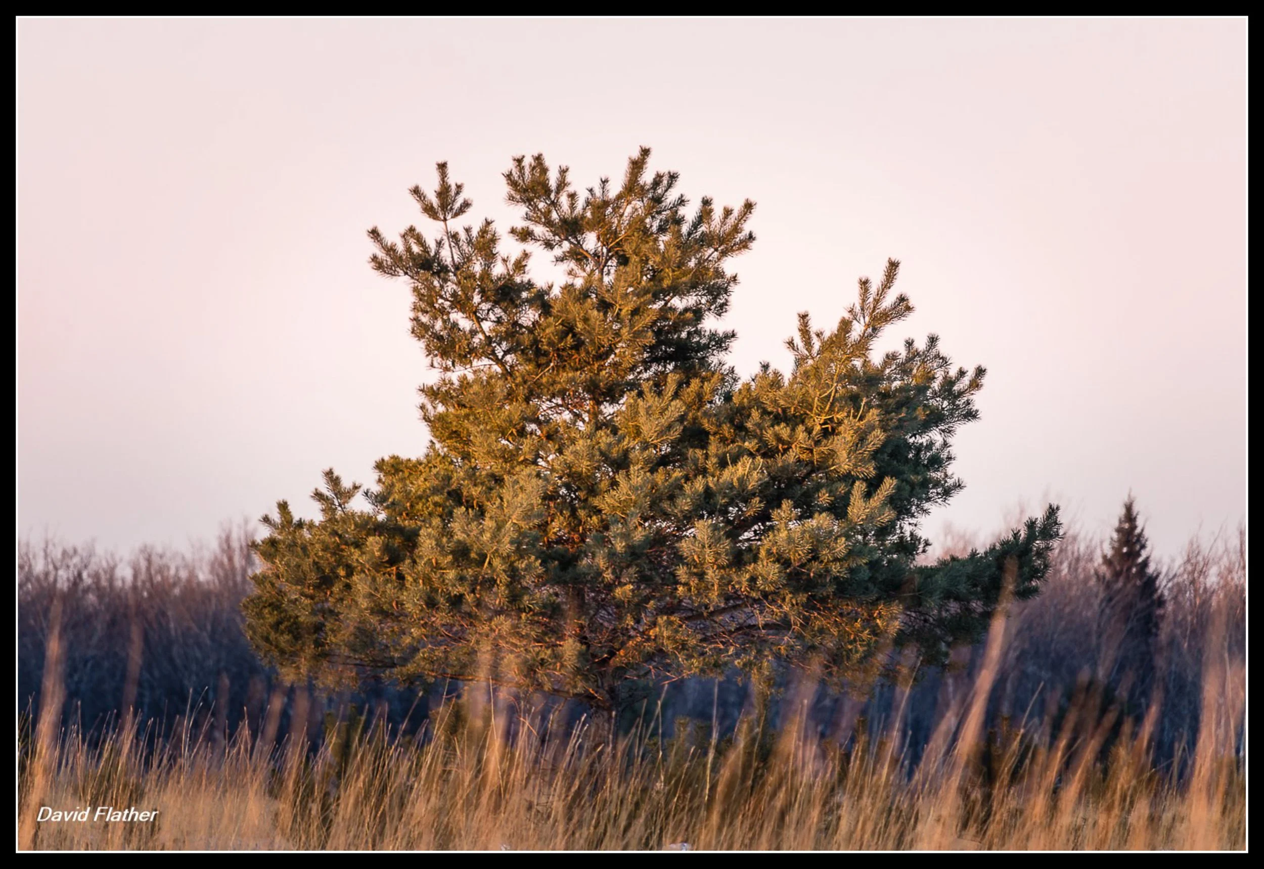 A lone pine tree in winter light at Birds Hill Provincial Park, standing in open ground.