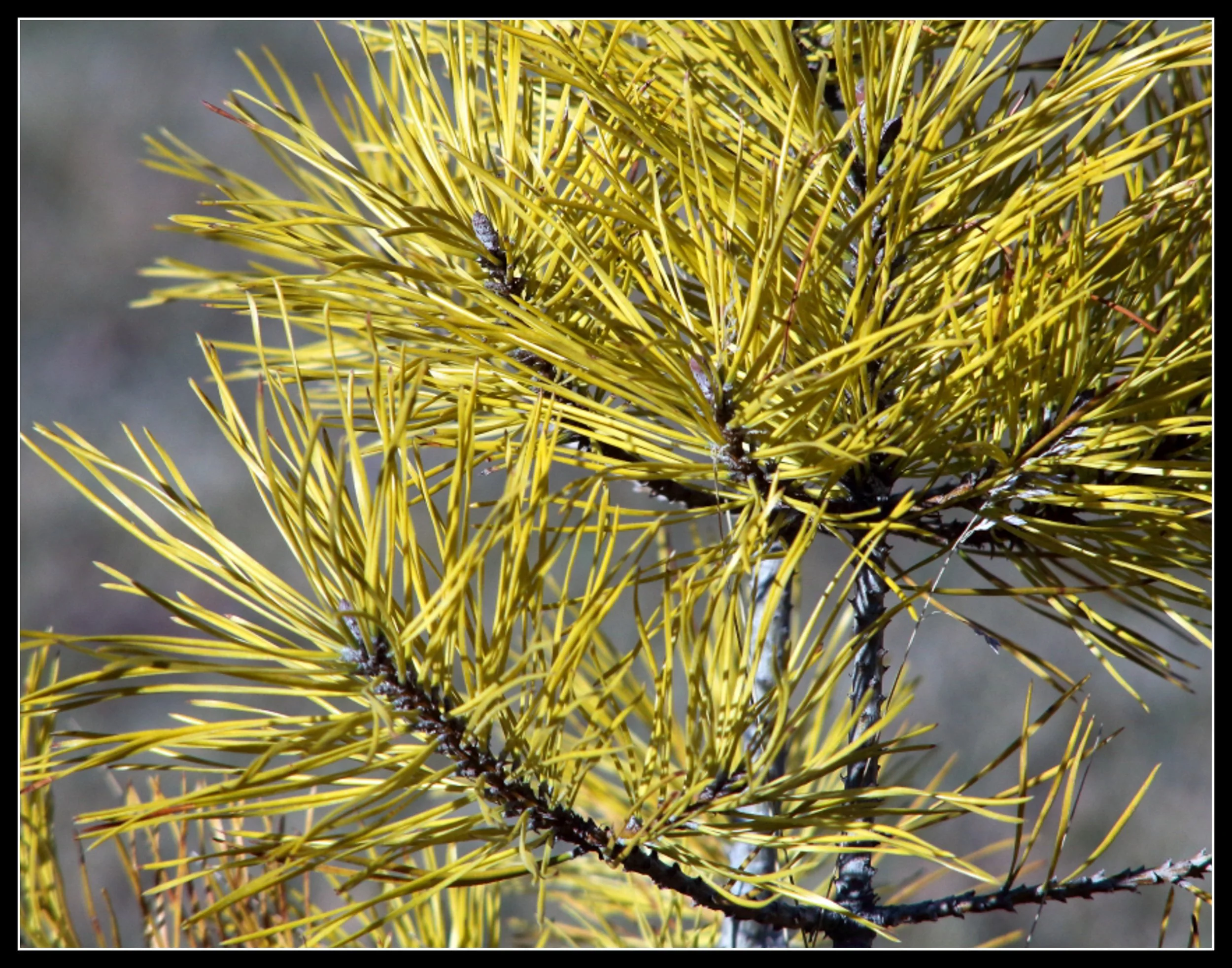 Pine