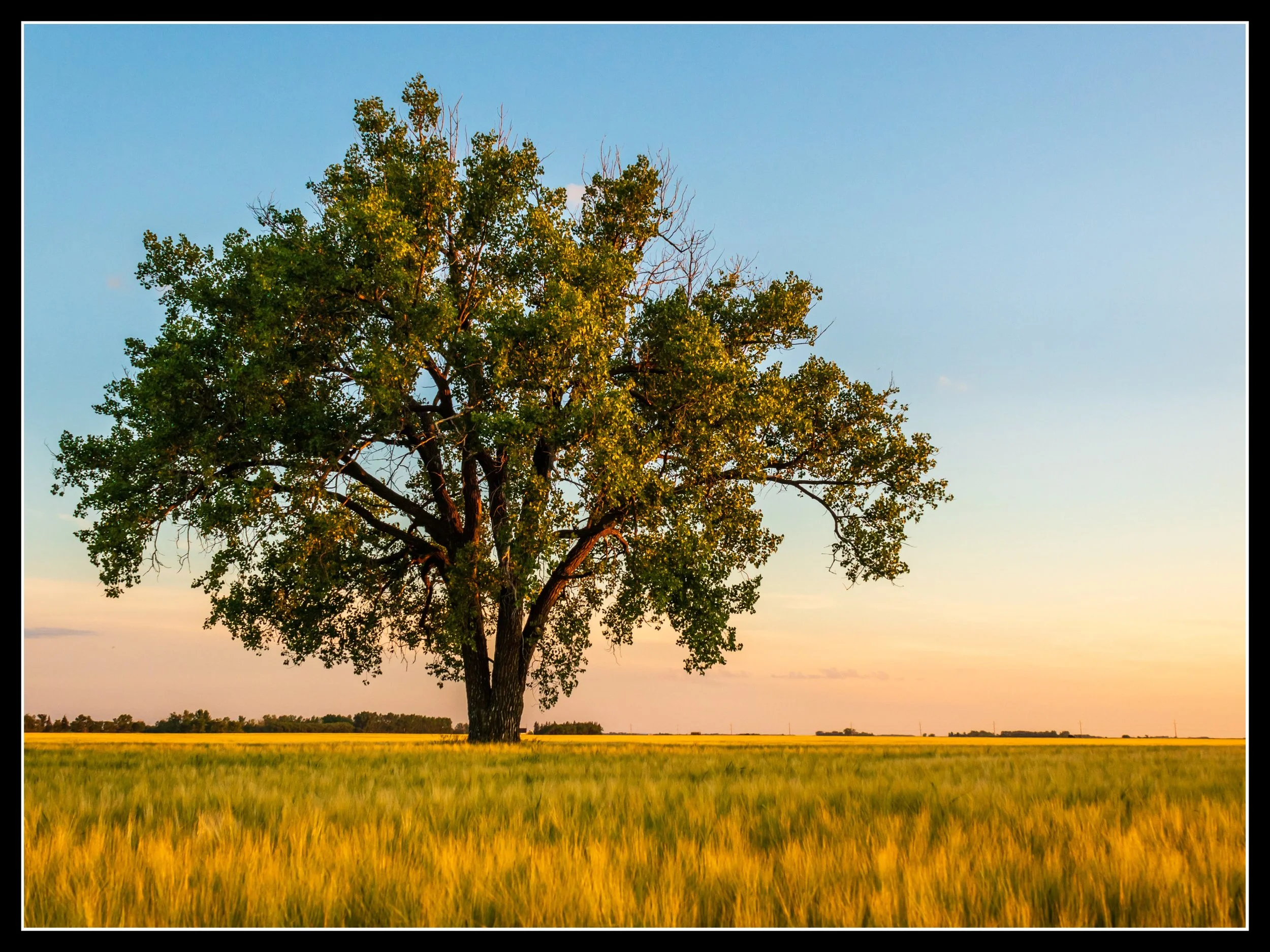 A large poplar tree standing alone in a summer field at sunset, showing full foliage and prairie resilience.