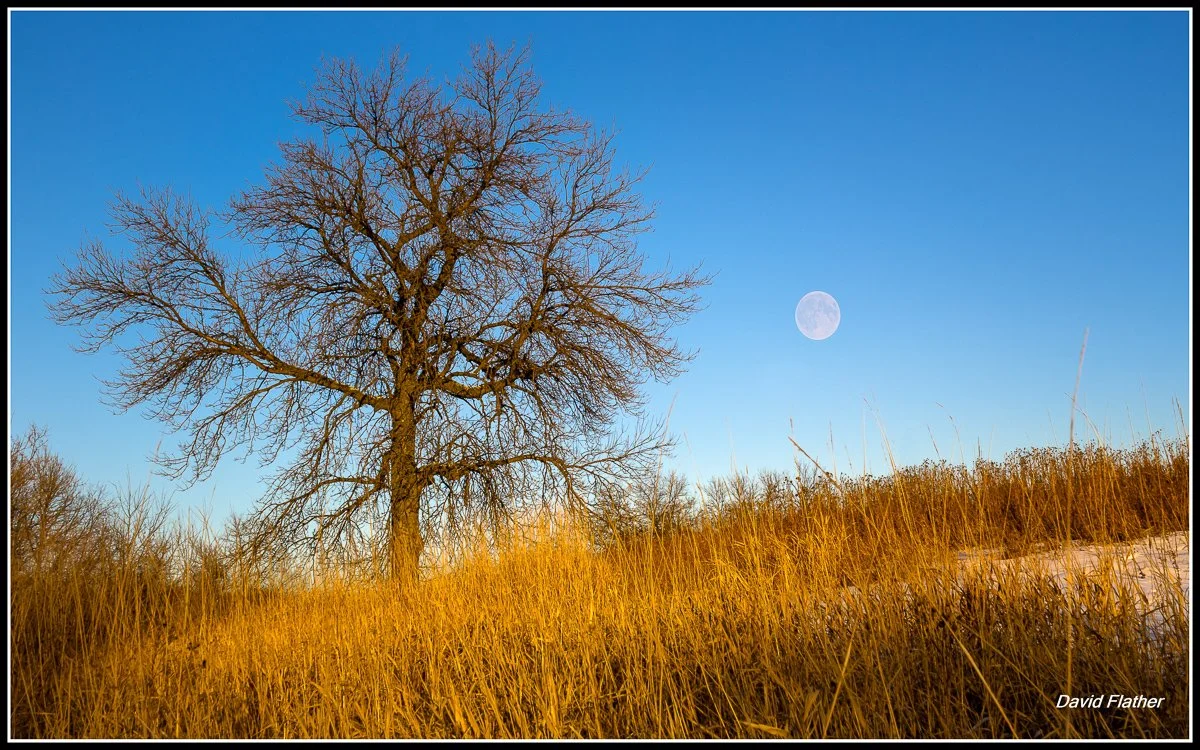 Green ash tree on the Red River bank in Winnipeg during winter, photographed against a clear sky.