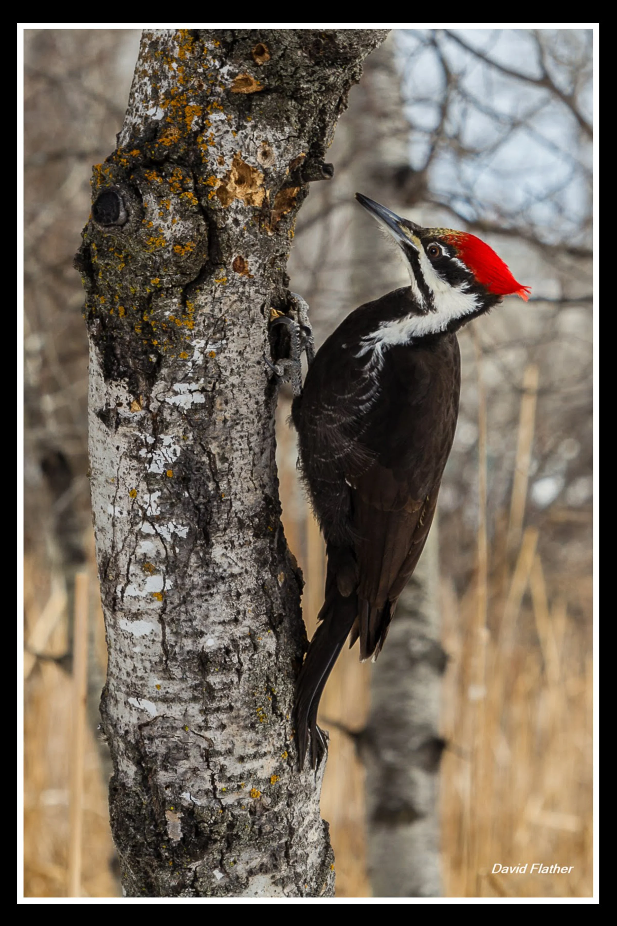 Pileated woodpecker on a tree trunk in winter, searching for wood‑boring larvae including emerald ash borer.