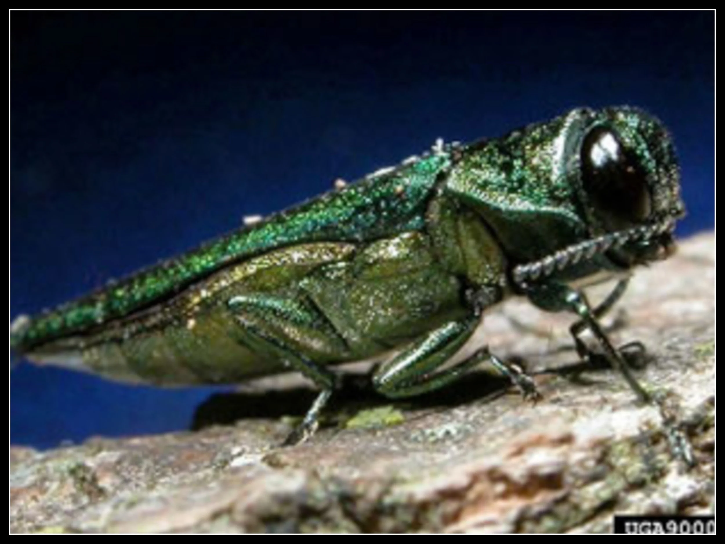Emerald ash borer on wood, the invasive beetle responsible for ash tree decline across North America.