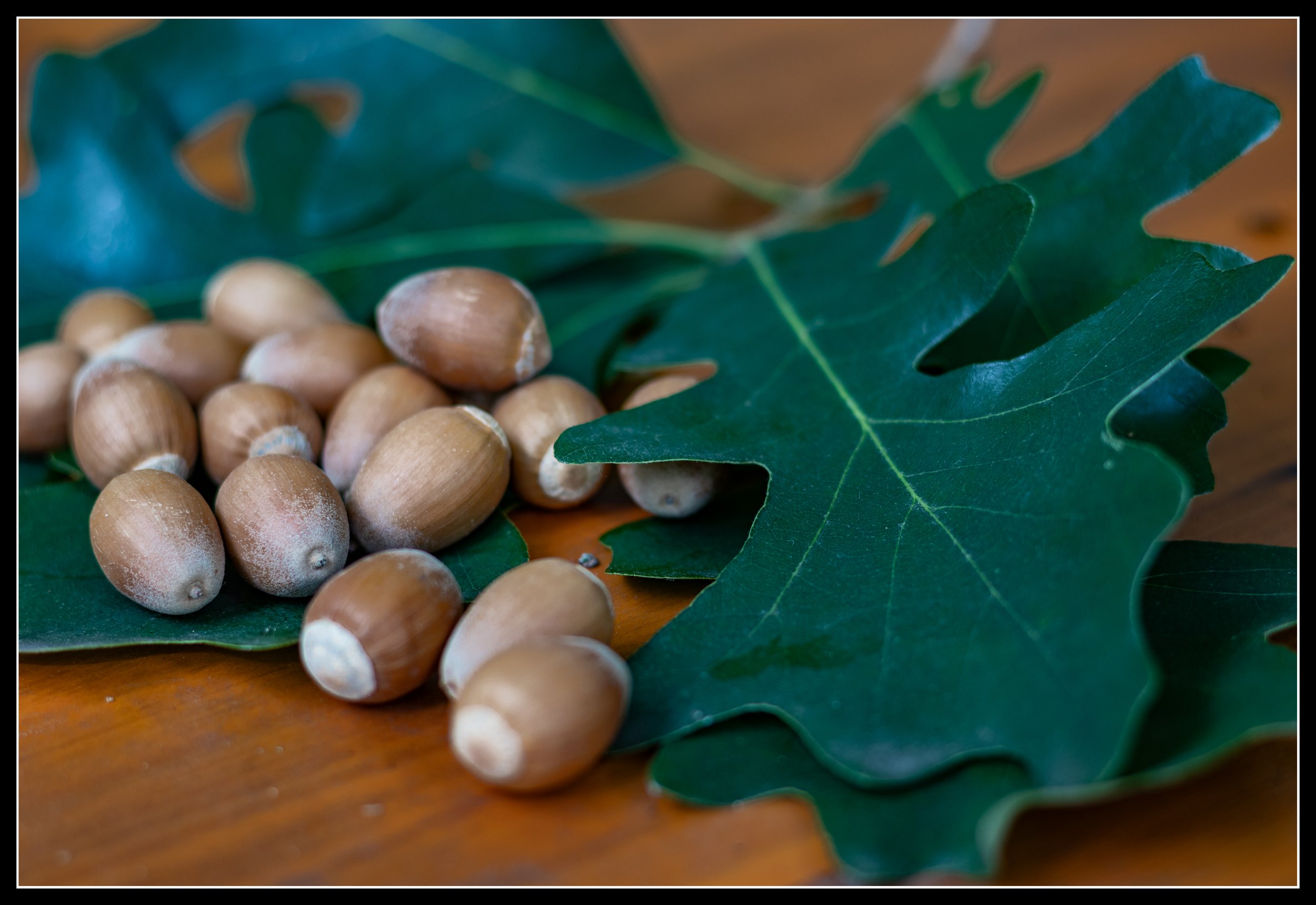 Oak vs Oak