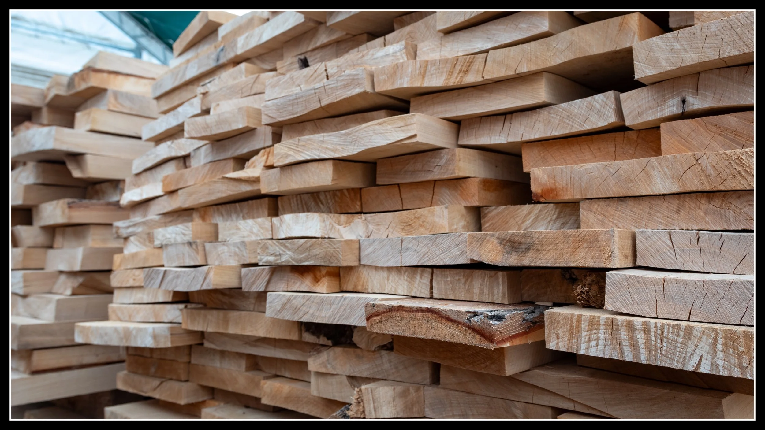 American White Elm