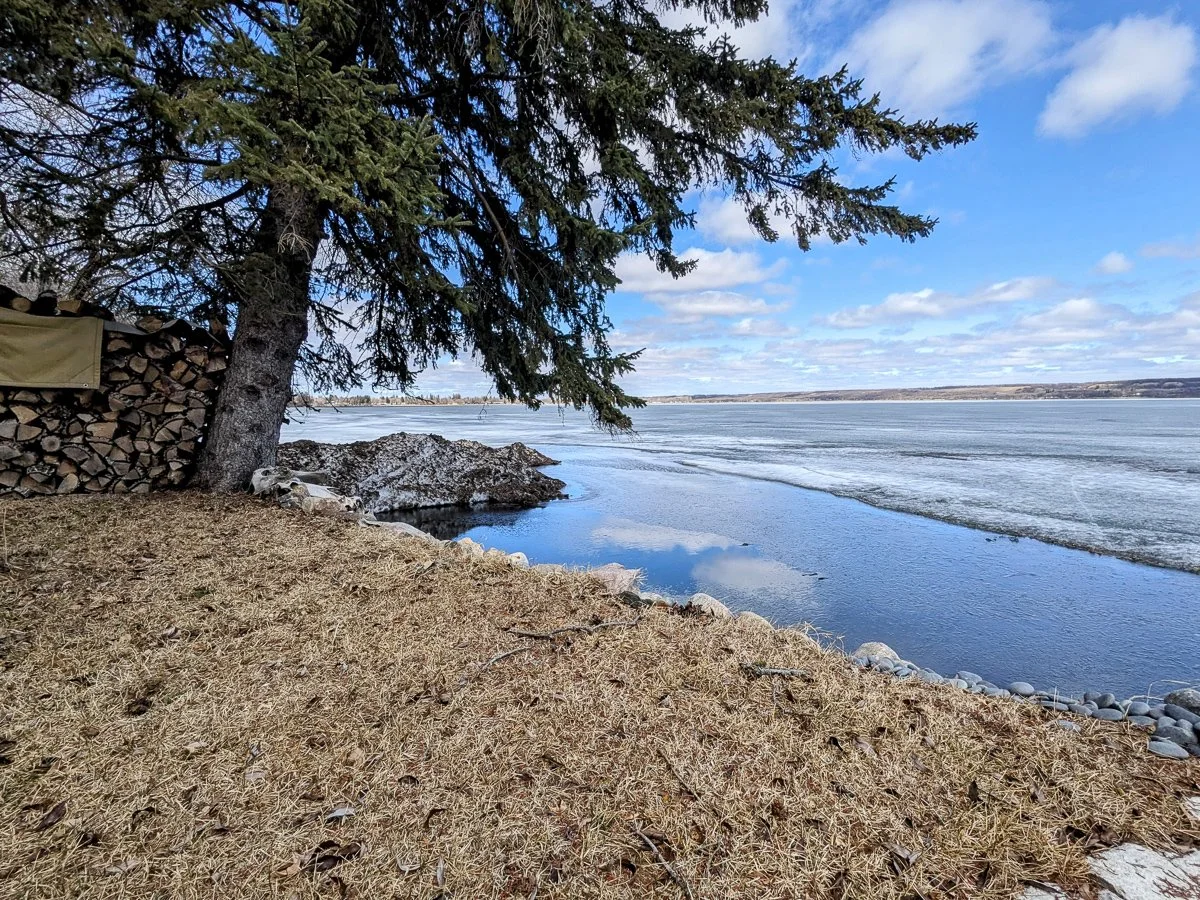 Spruce tree on the shore of Pelican Lake during spring melt, branches over partially frozen water with firewood stacked nearby and early thaw landscape.