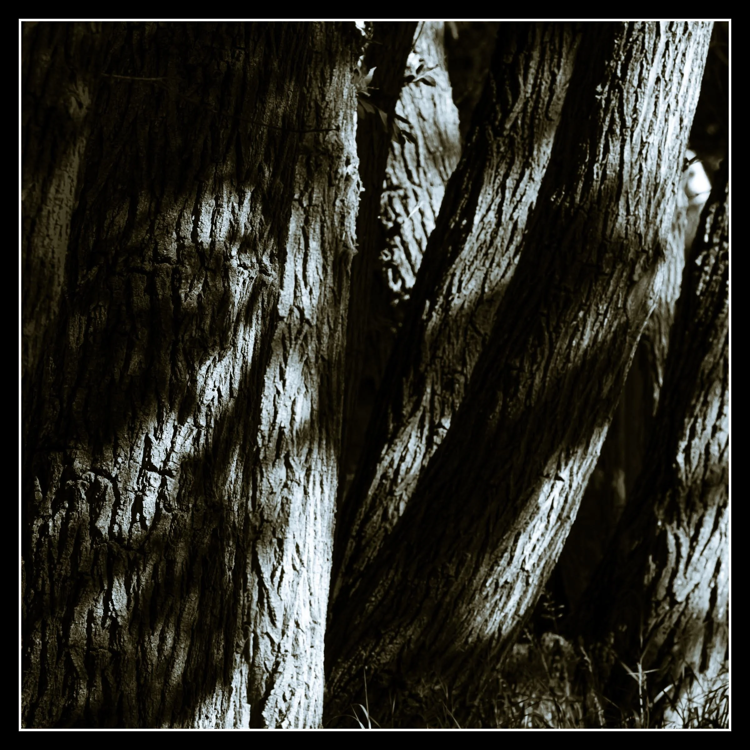 Cluster of leaning tree trunks with textured bark, lit by angled sunlight, showing how grouped trees brace and protect each other from wind.