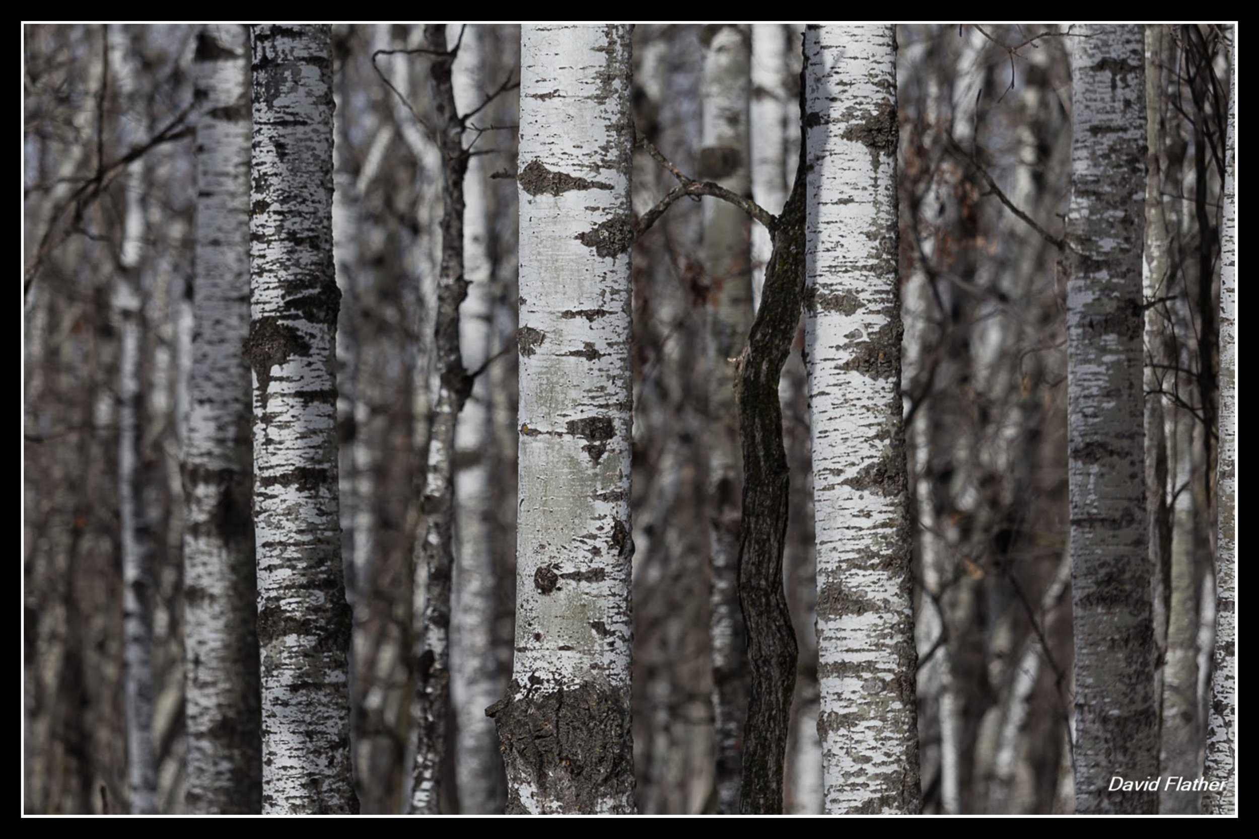 Dense stand of aspen trees with pale trunks, representing the common settler-era wood used for survival and necessity in the Red River Valley.