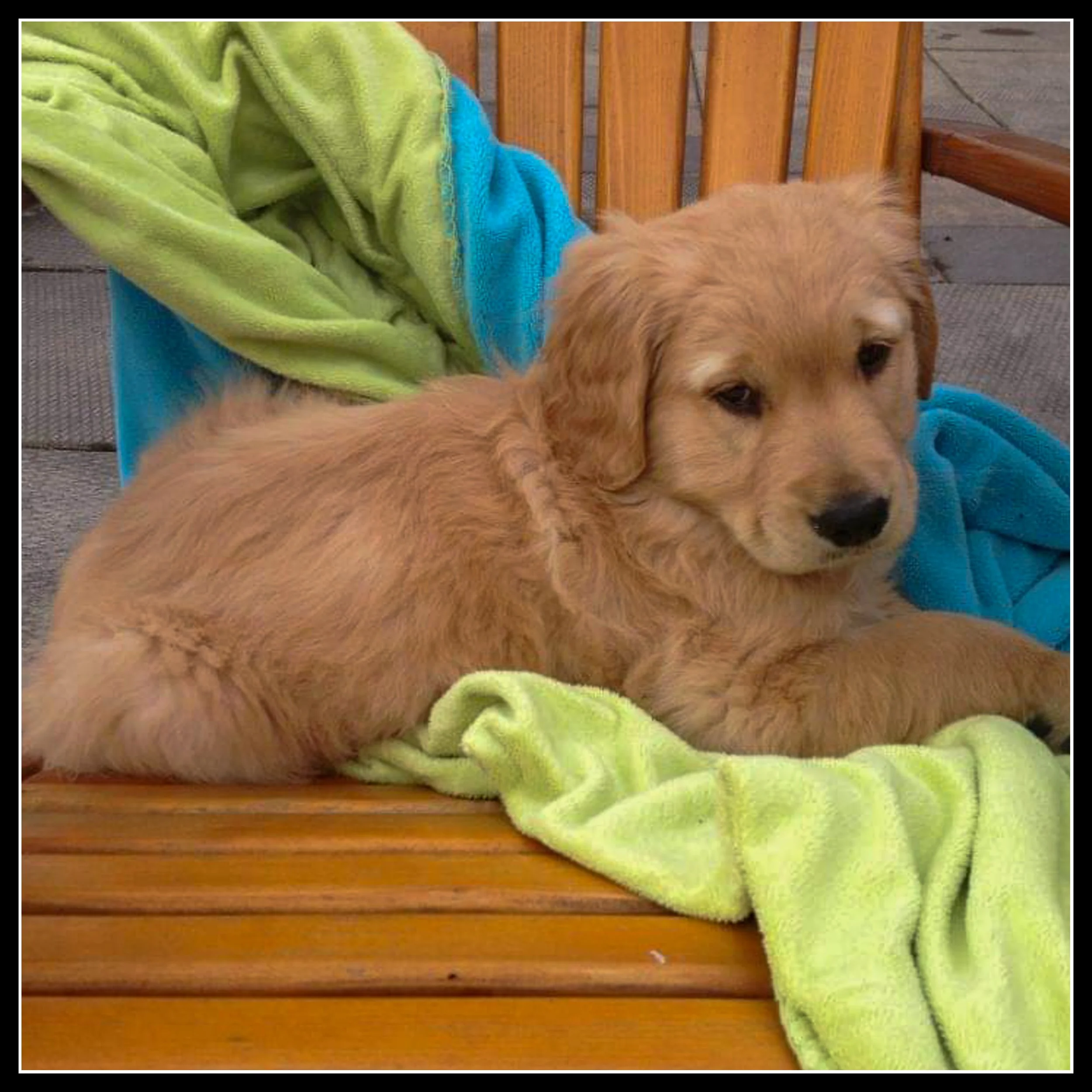 A golden retriever puppy lying on a cedar bench, surrounded by a colorful blanket.