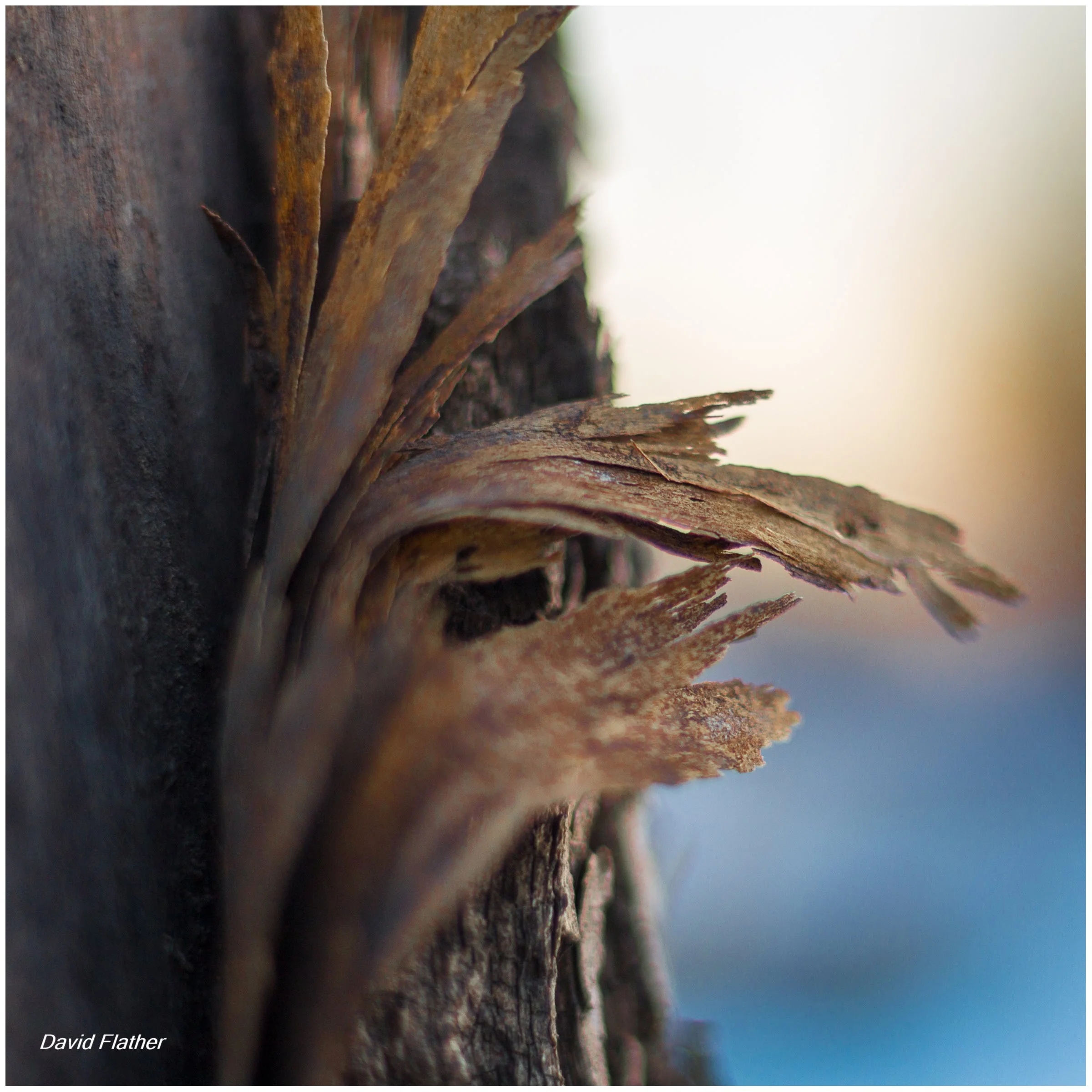 Close‑up of peeling bark on a tree trunk, showing early damage that will become a healed scar in future lumber.